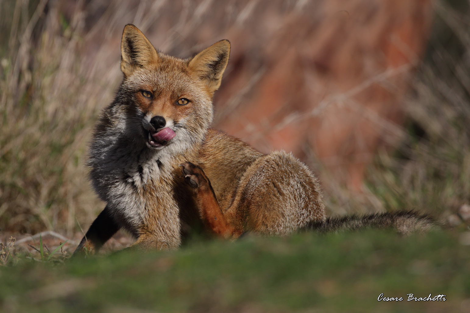 Fox.