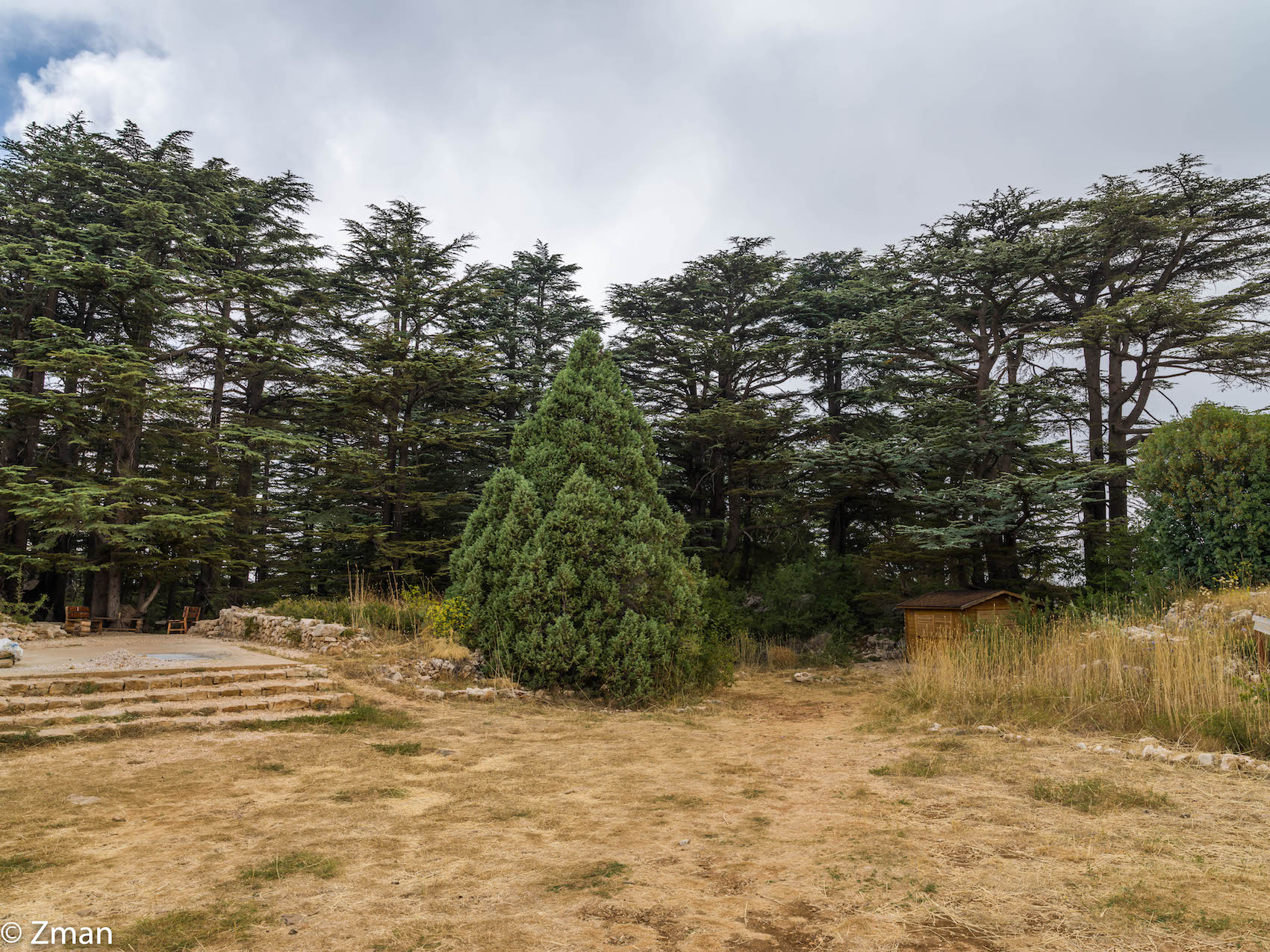 Tanourin Cedars