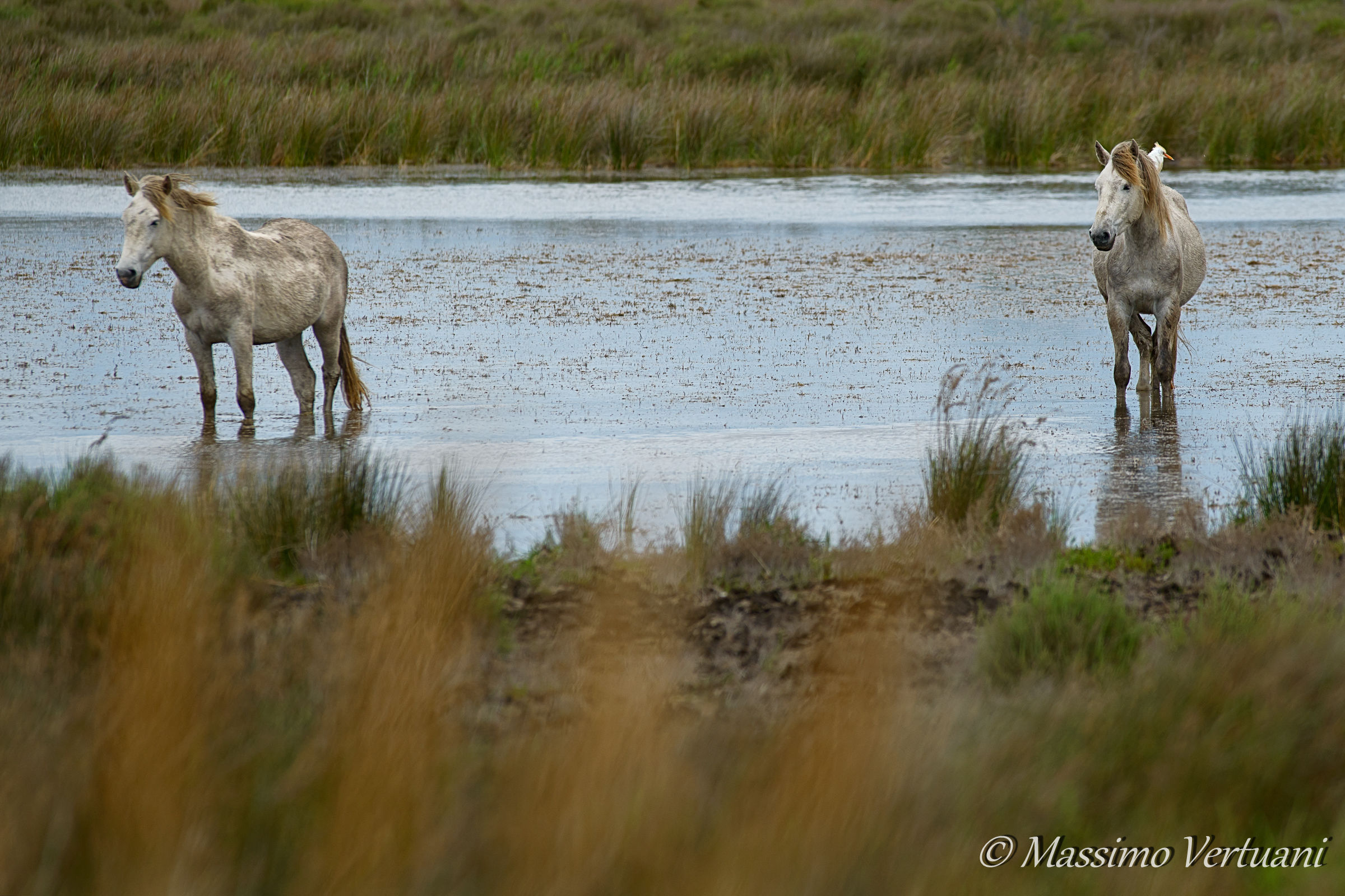 Camargue Horses