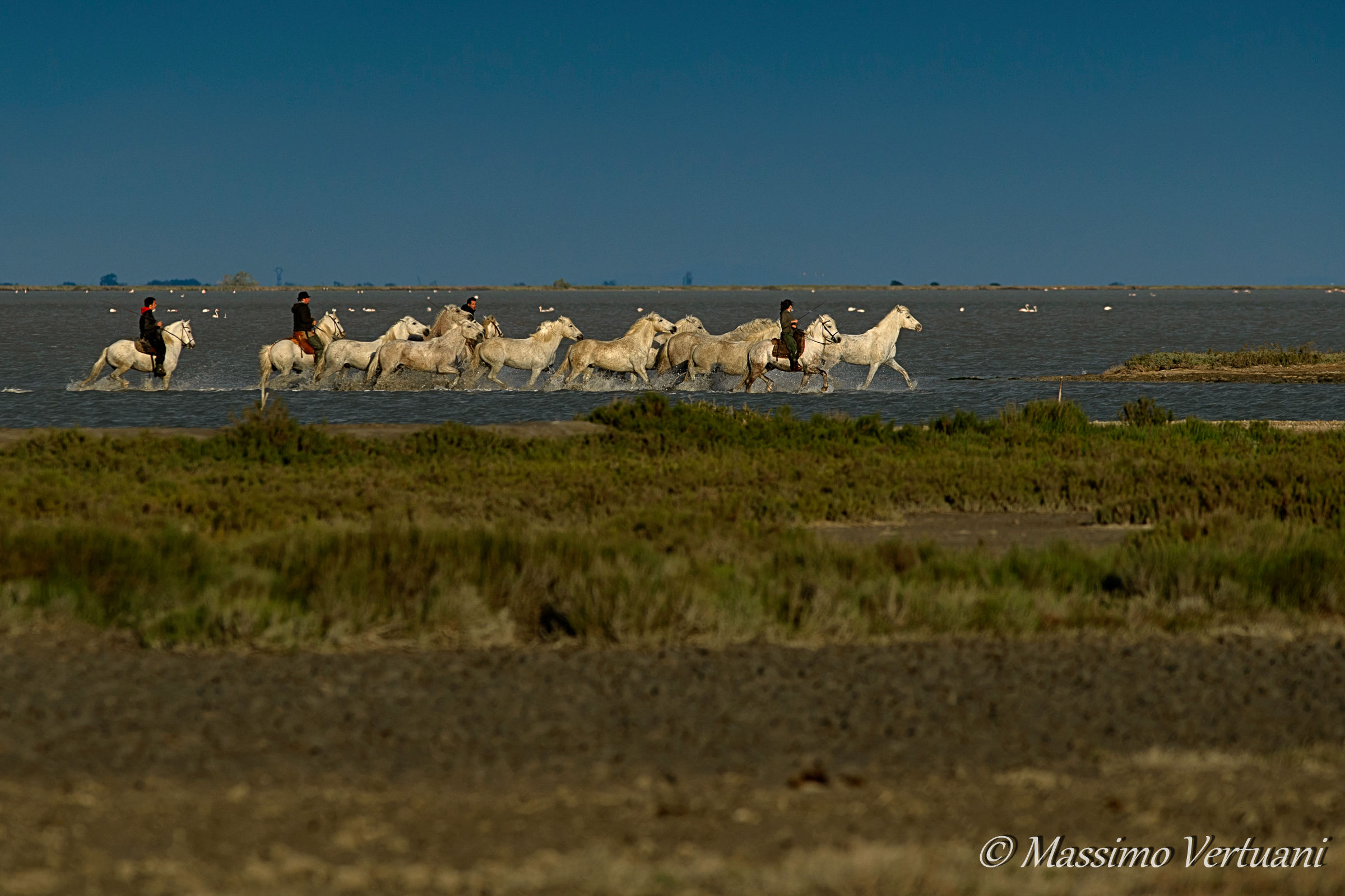Camargue Horses
