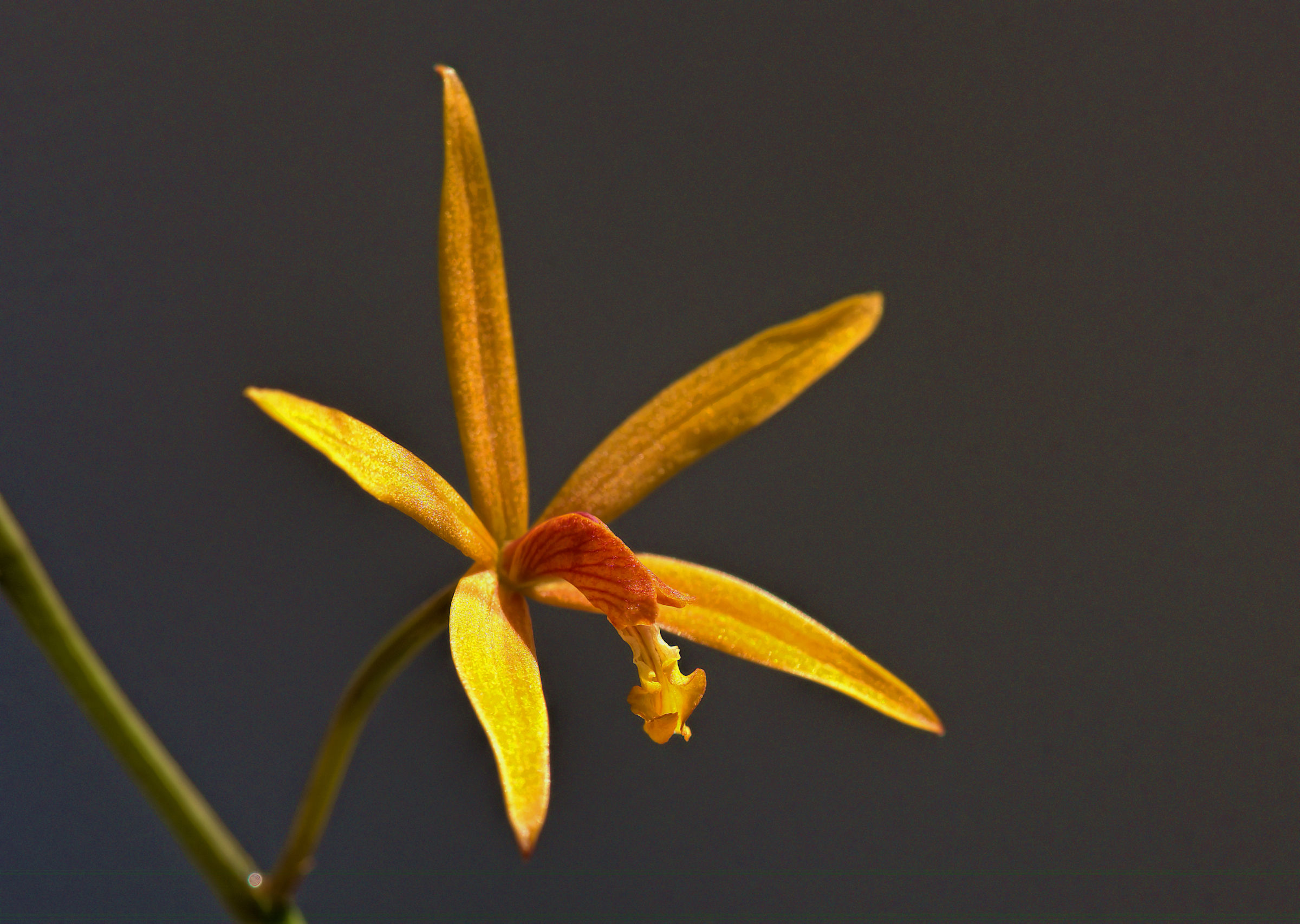 Laelia sanguiloba