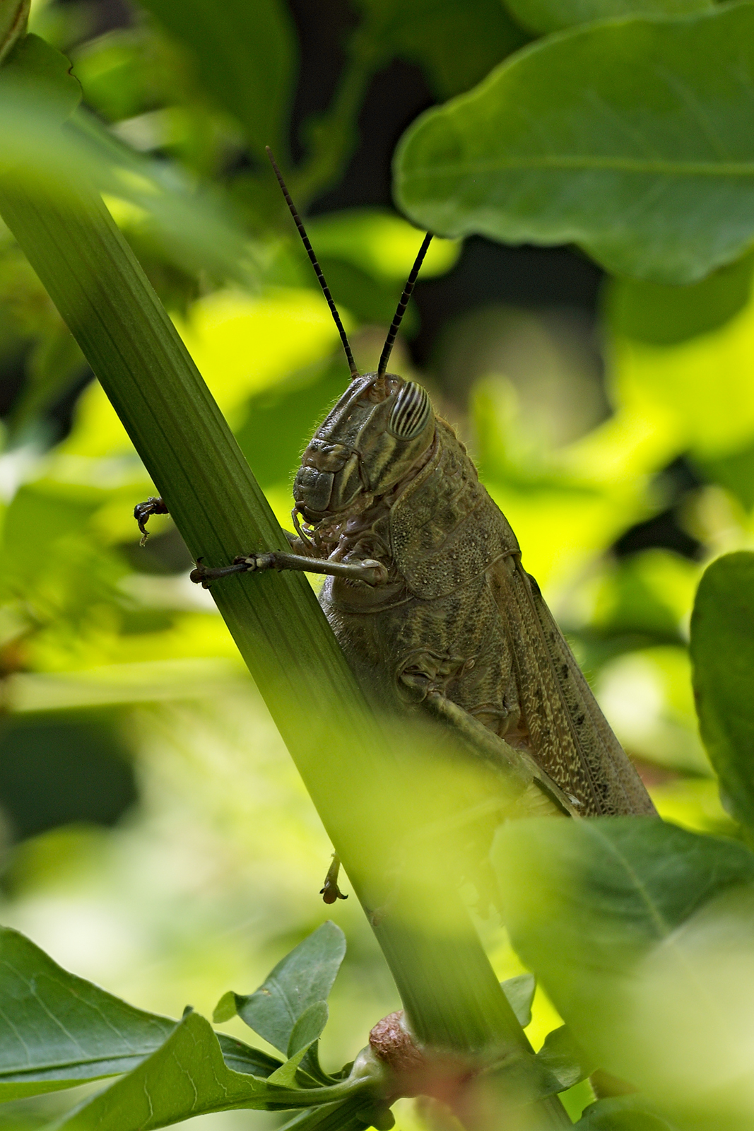 Among the Freschefrasche