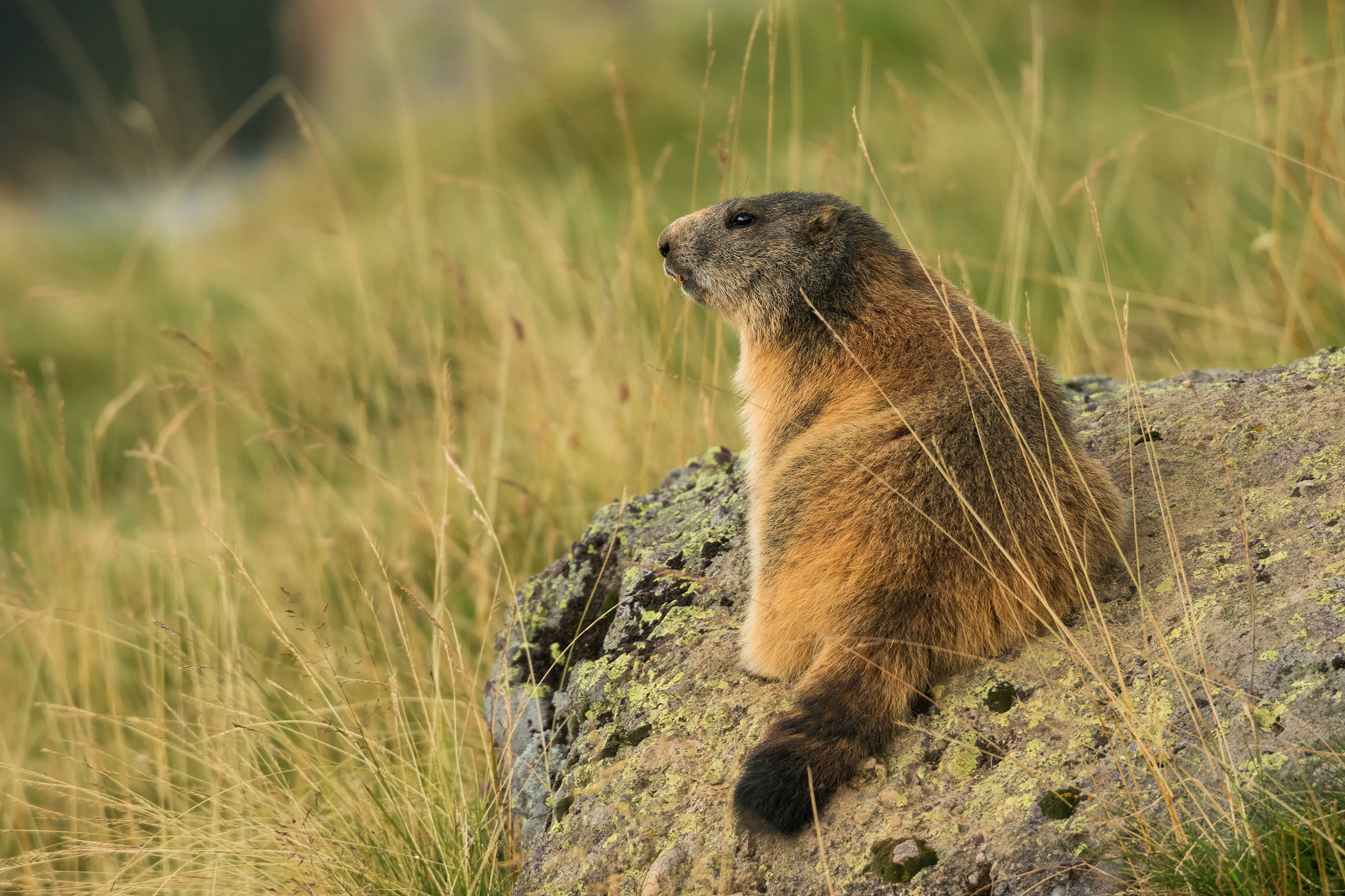 Marmotta