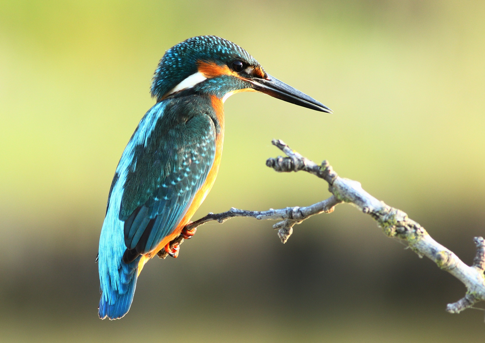 Kingfisher August 3, 2018