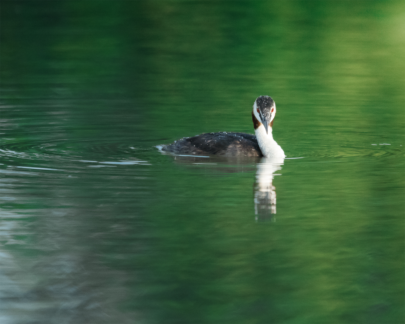 Grebe