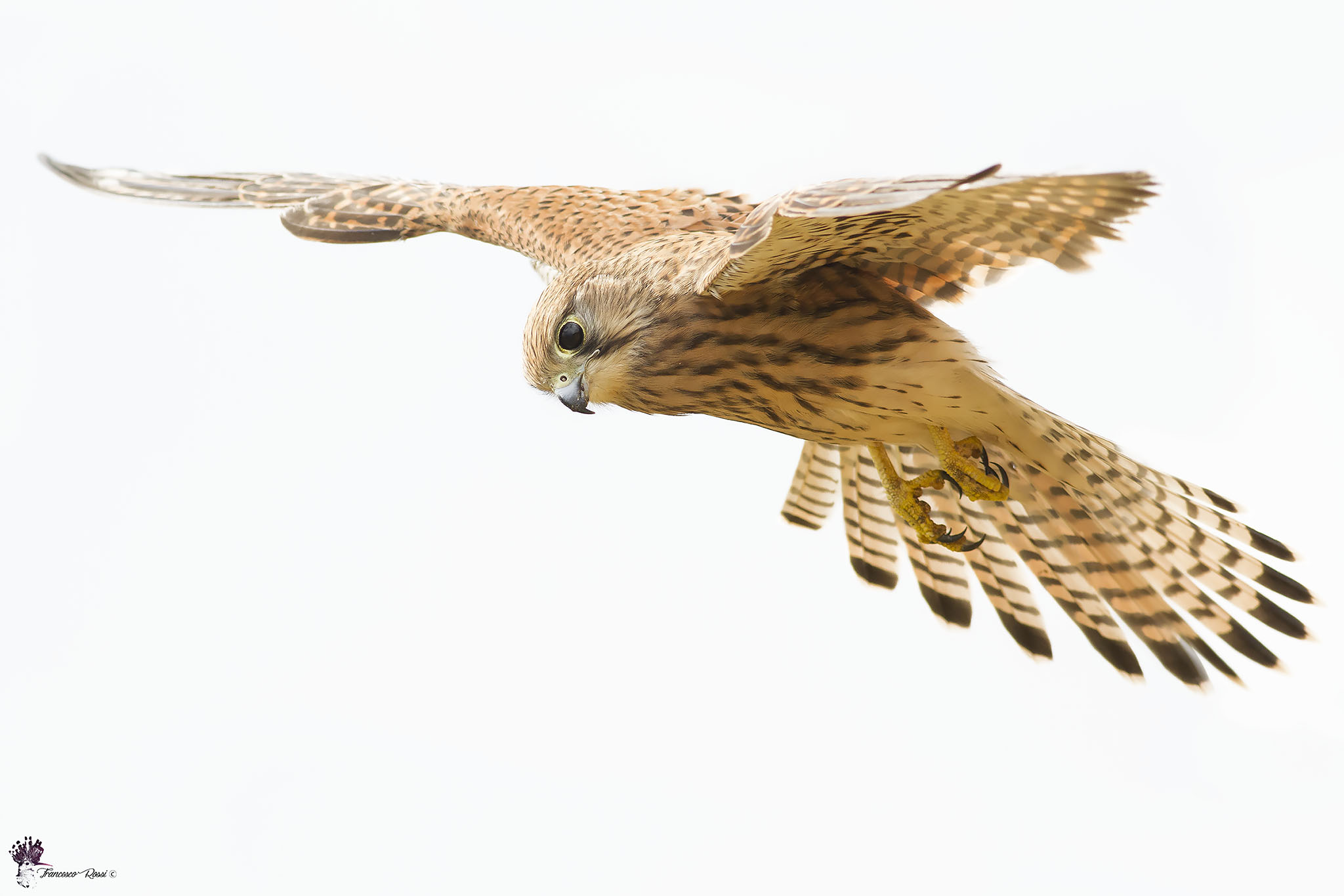 Giovane Gheppio in "Spirito santo"