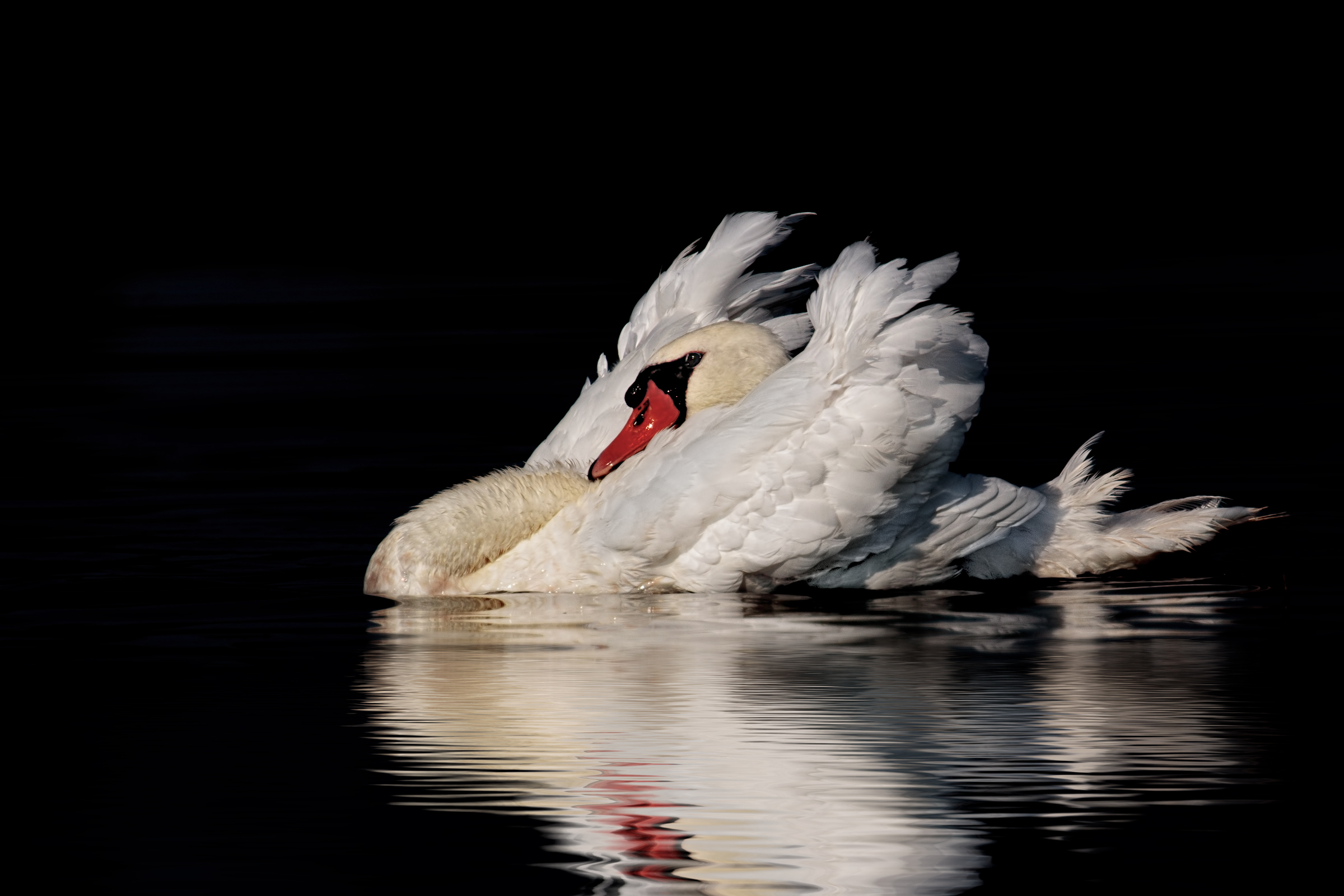 Cigno reale in natura