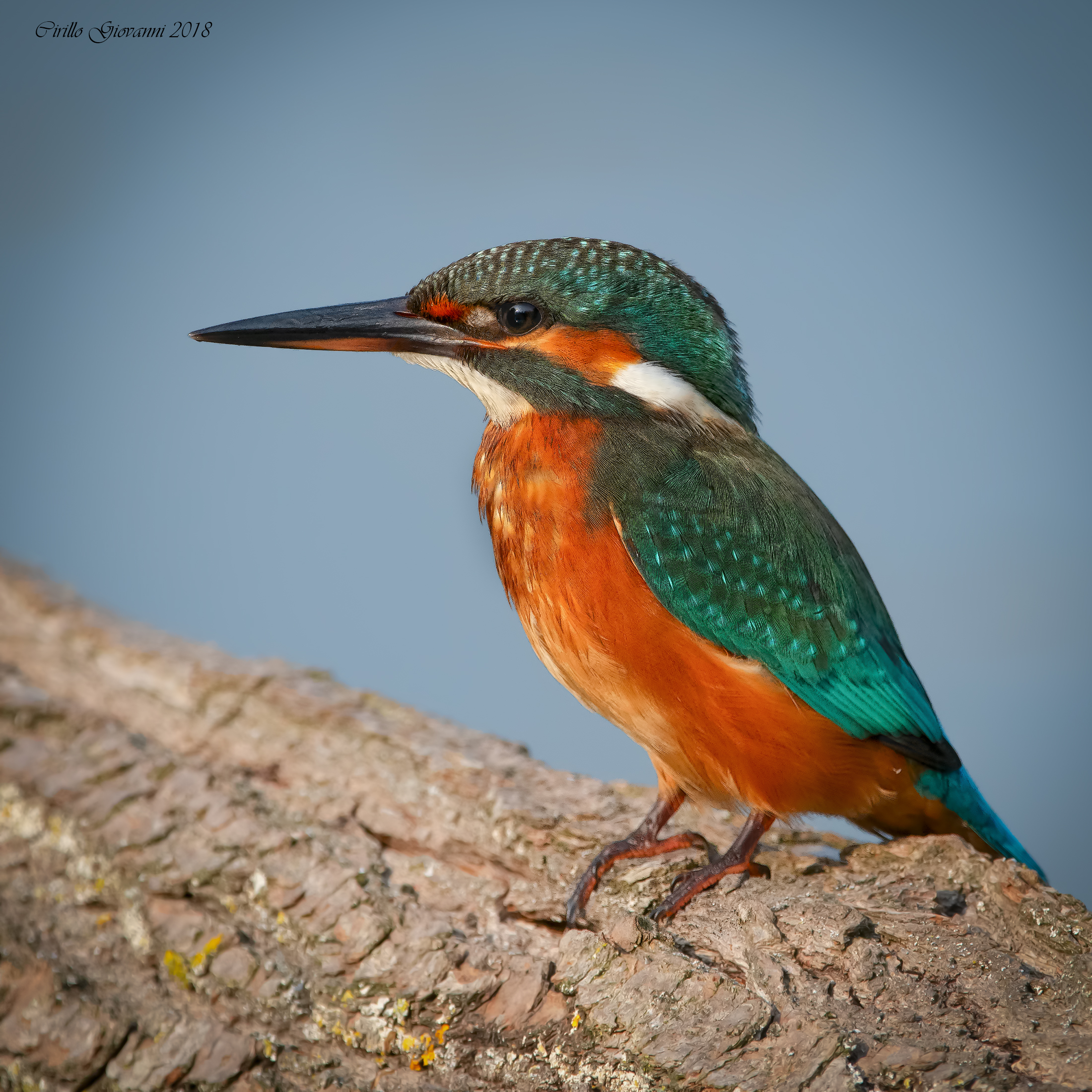 Martin pescatore .. classica posa !!!