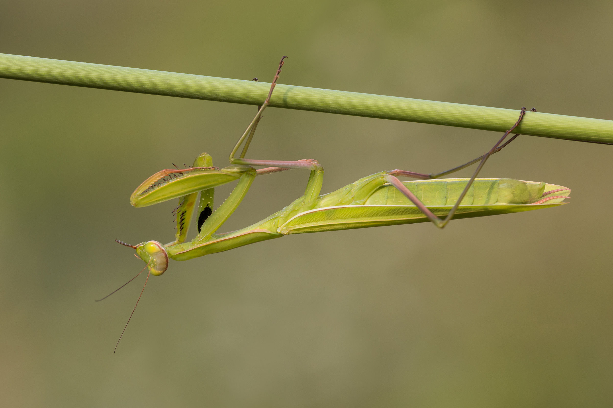 Praying Mantis...