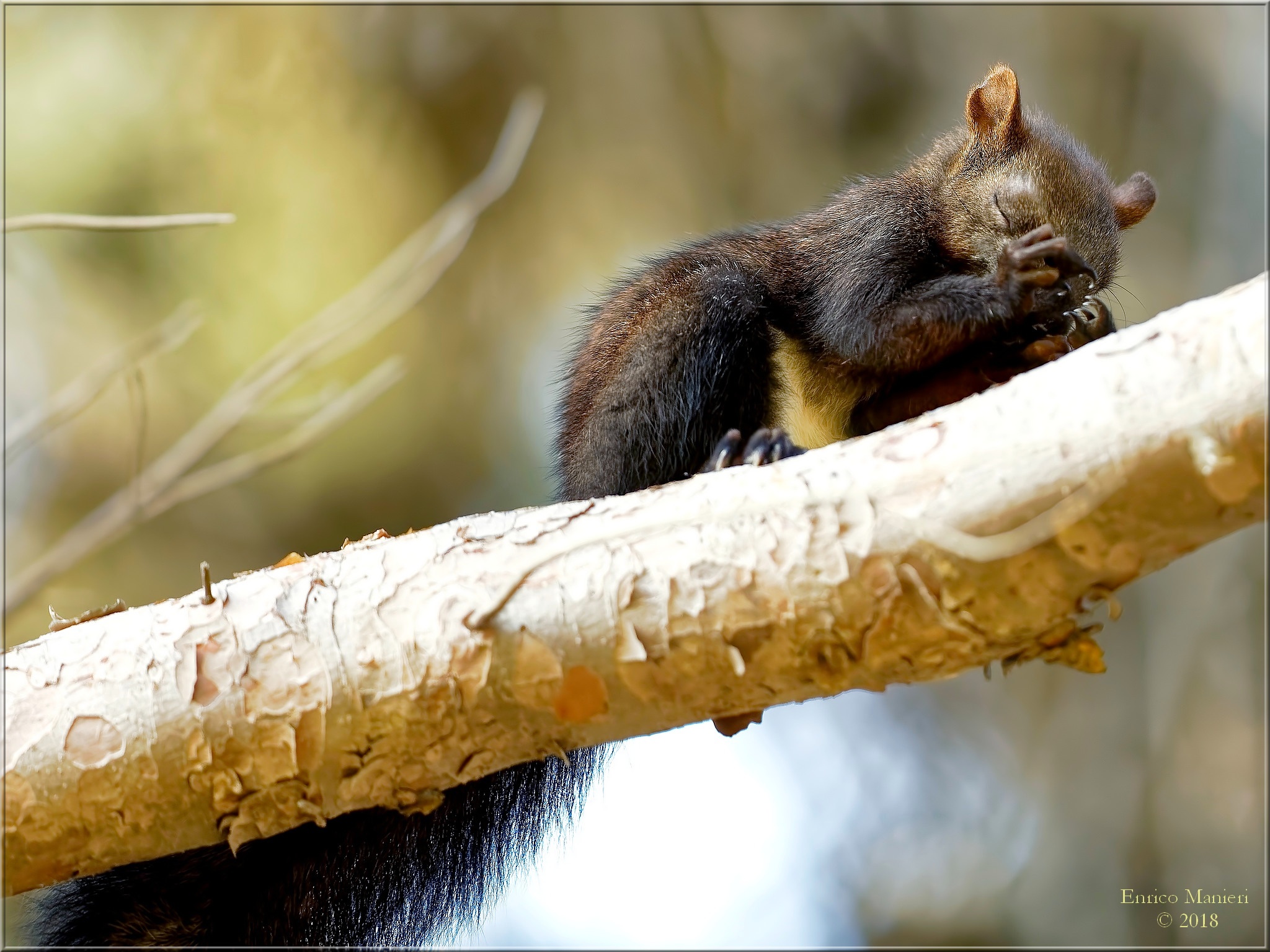 Scoiattolo assonnato