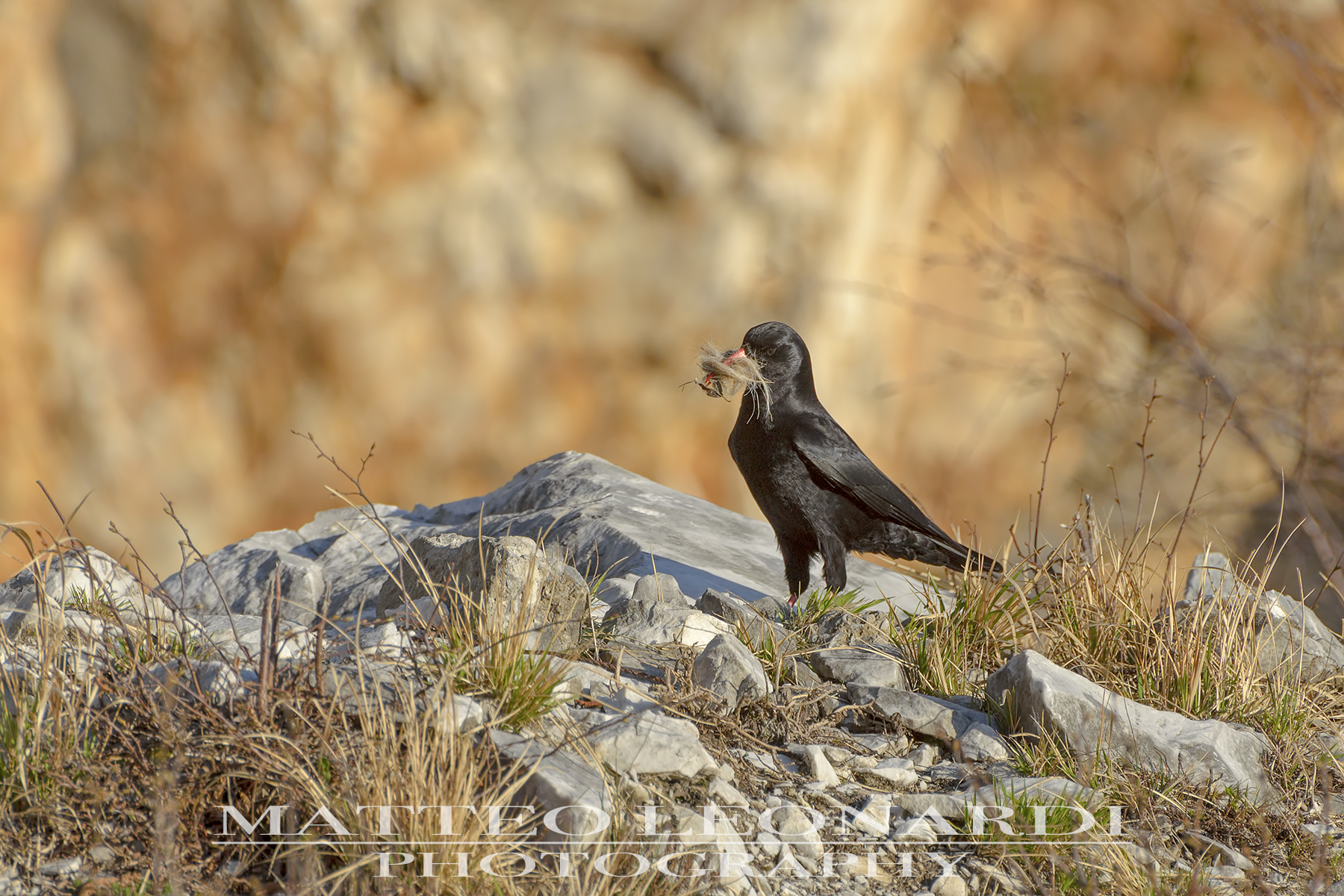 Coral Chough-Apuan Alps