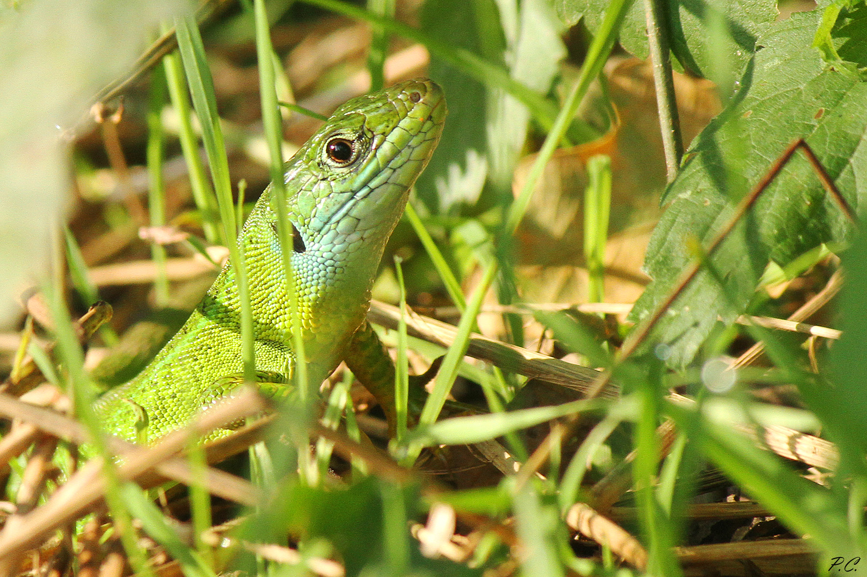 verde con un po' di azzurro