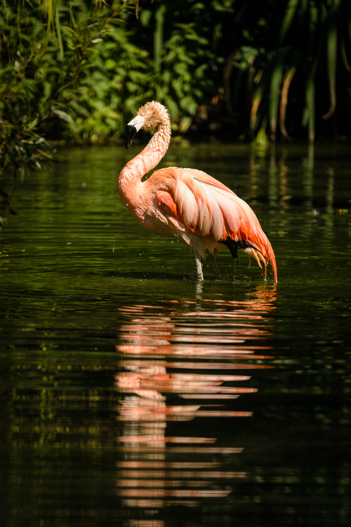flamingo