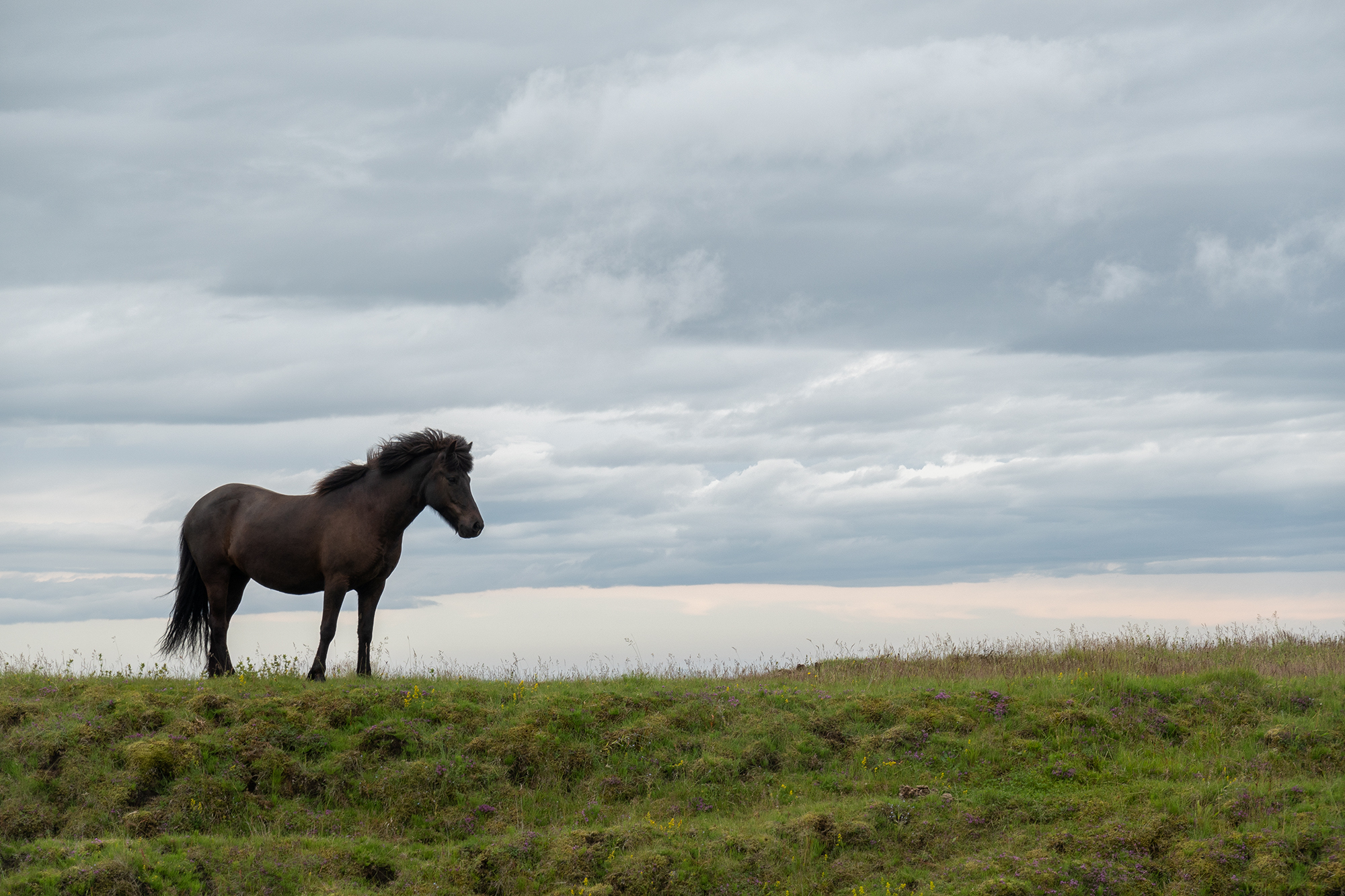 Icelandic horse