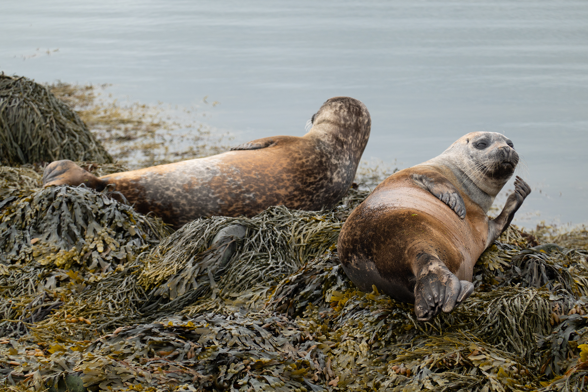 Seals in Ytri Tunga-Iceland