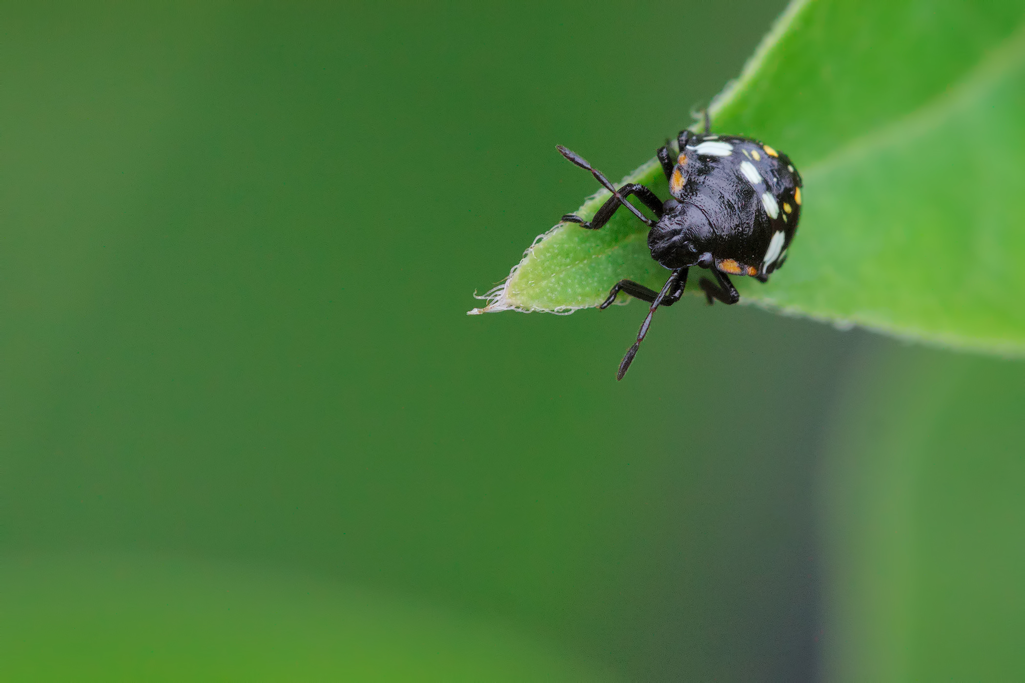 Sembrava un puntino nero