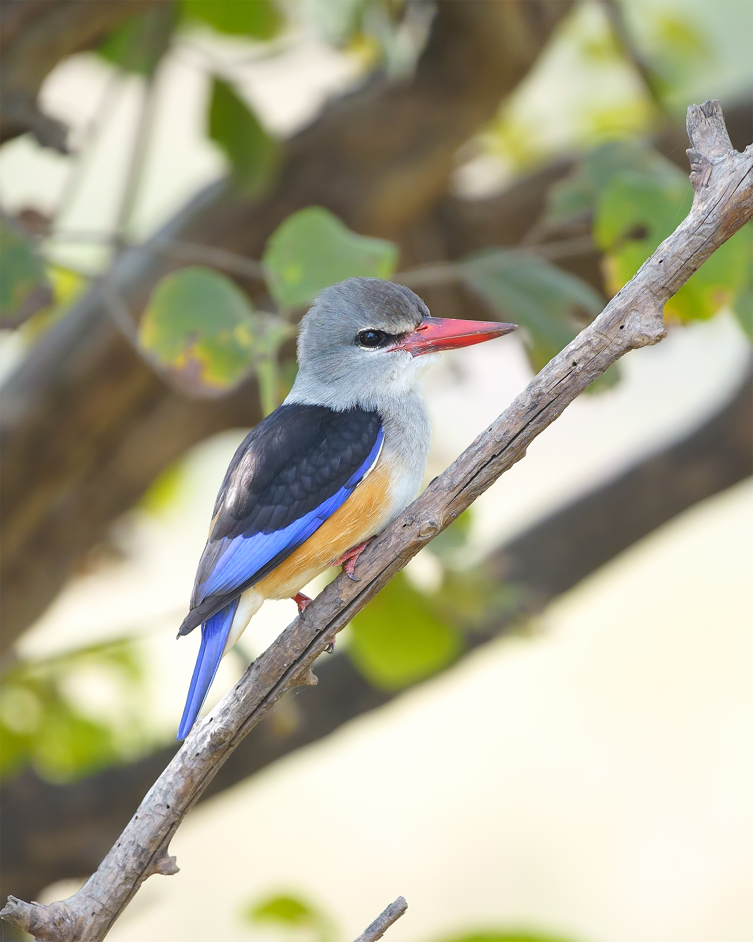 Martin pescatore testagrigia