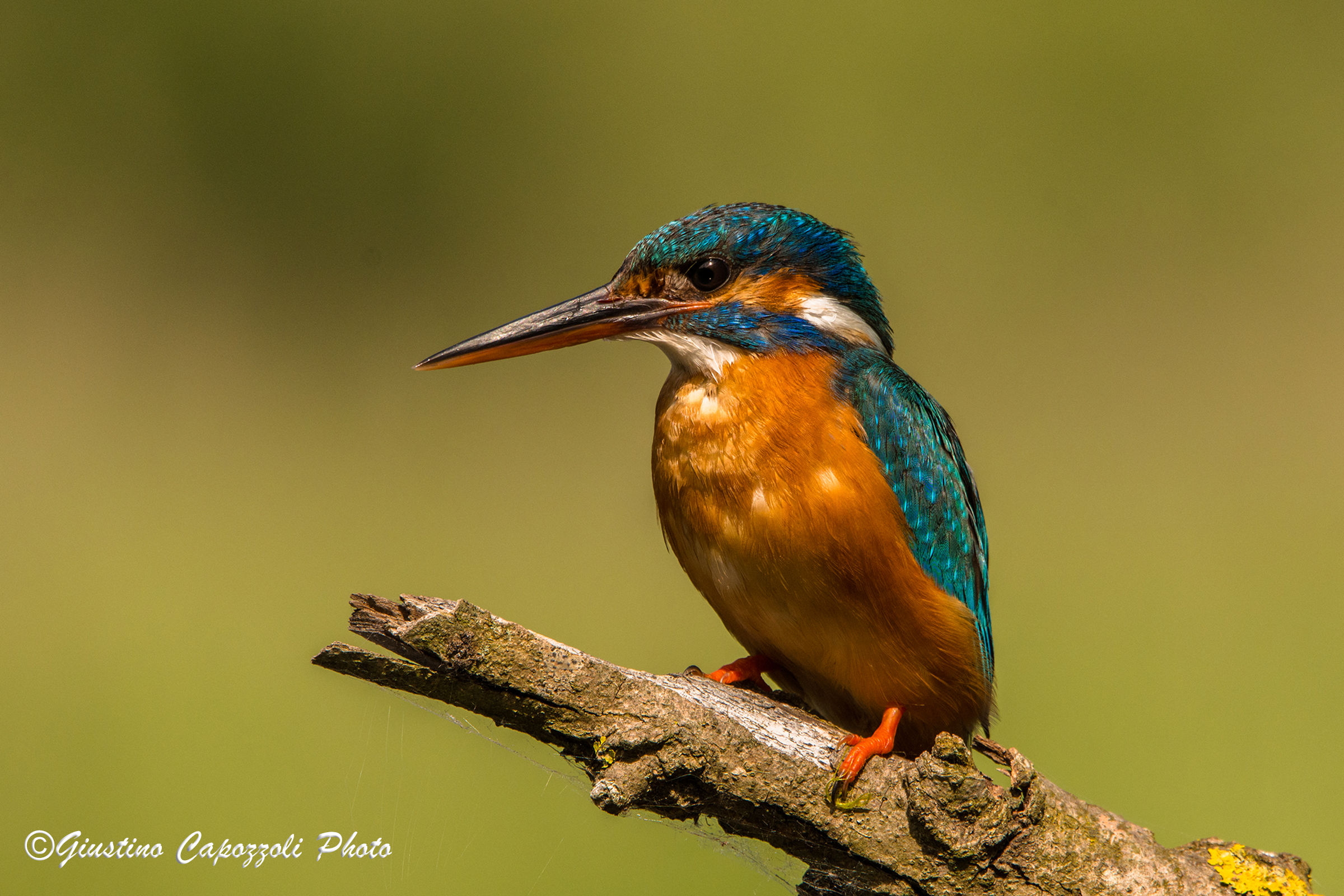 Kingfisher