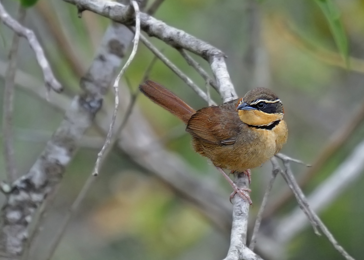 Tapaculo-de-colarinho