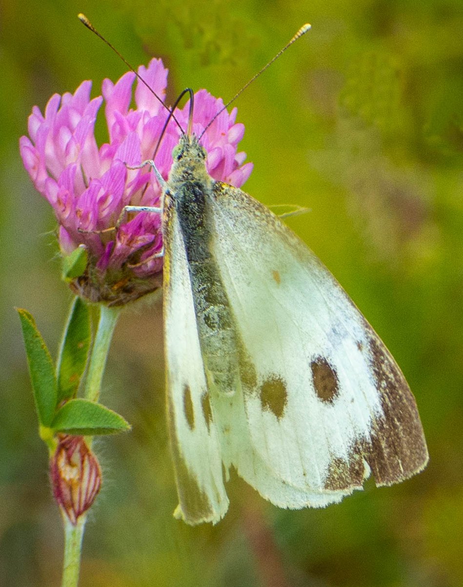 Pieris rapae