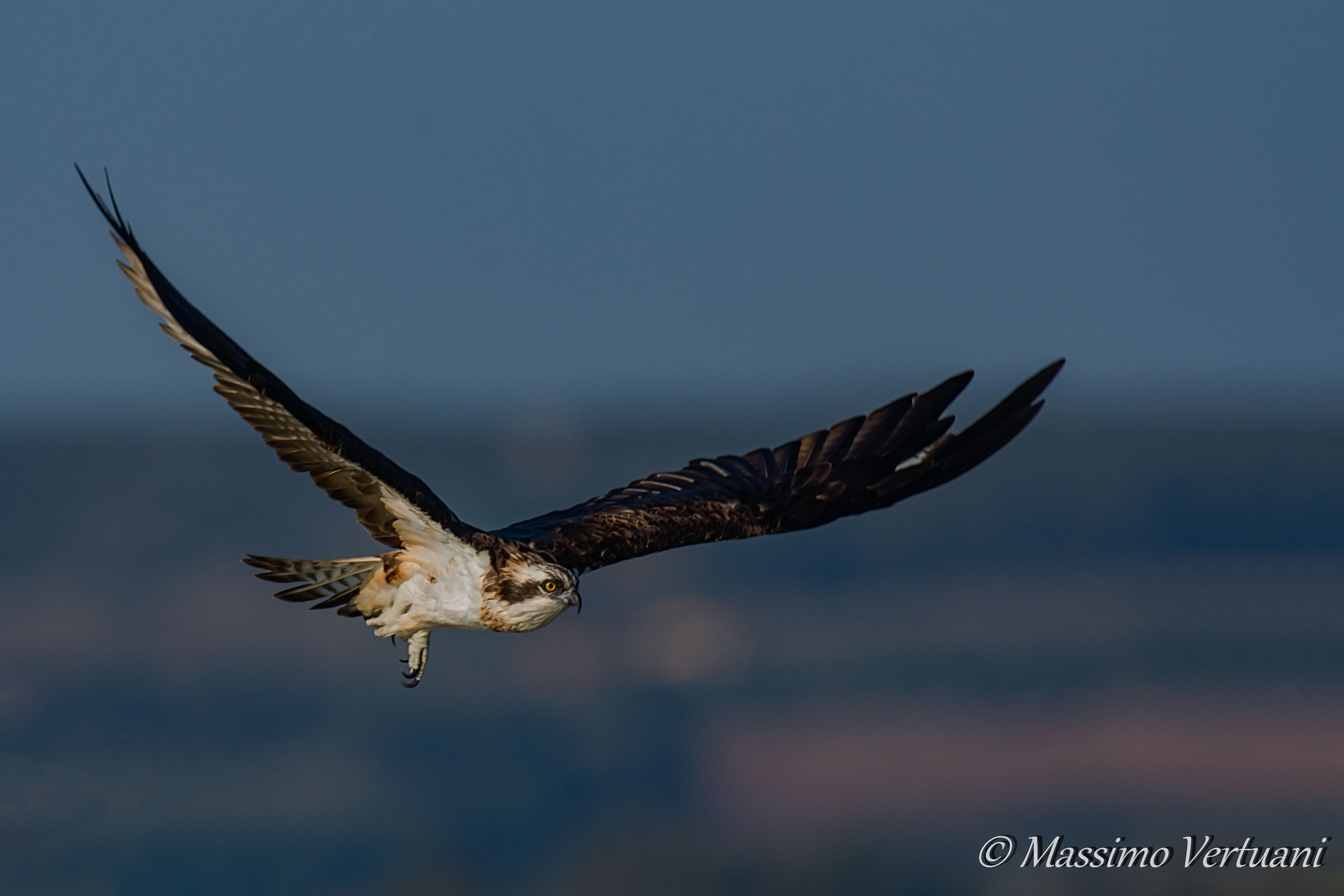 Osprey (Sardinia)