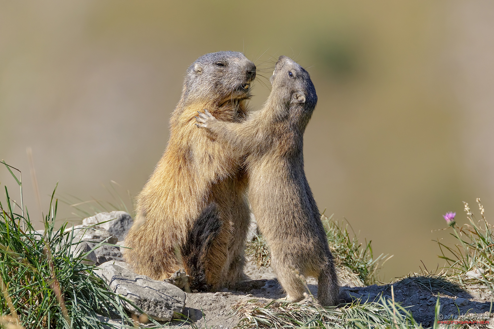Marmot of the Alps (Marmota marmota)