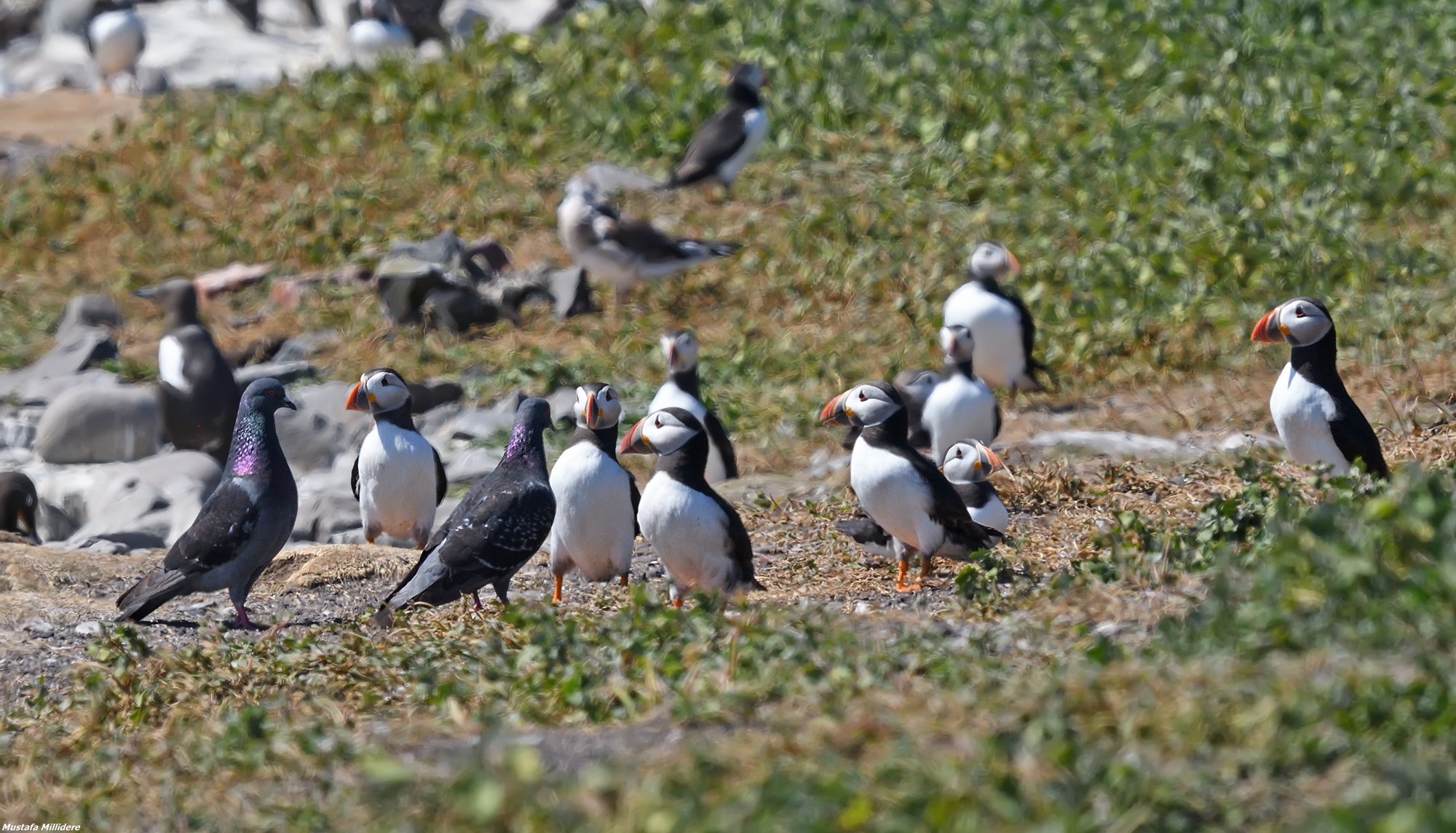 Puffini e piccioni...