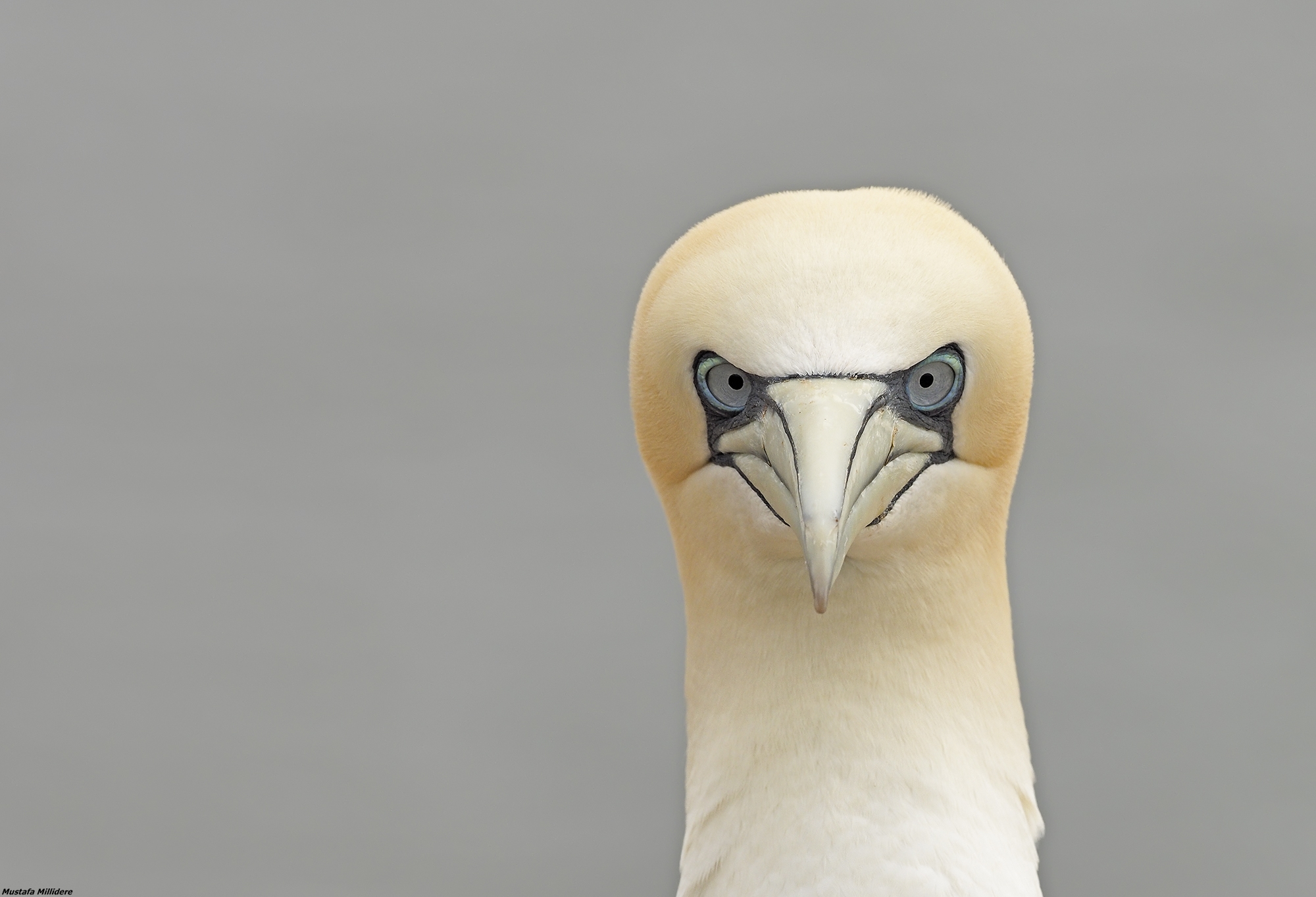 Gannet...