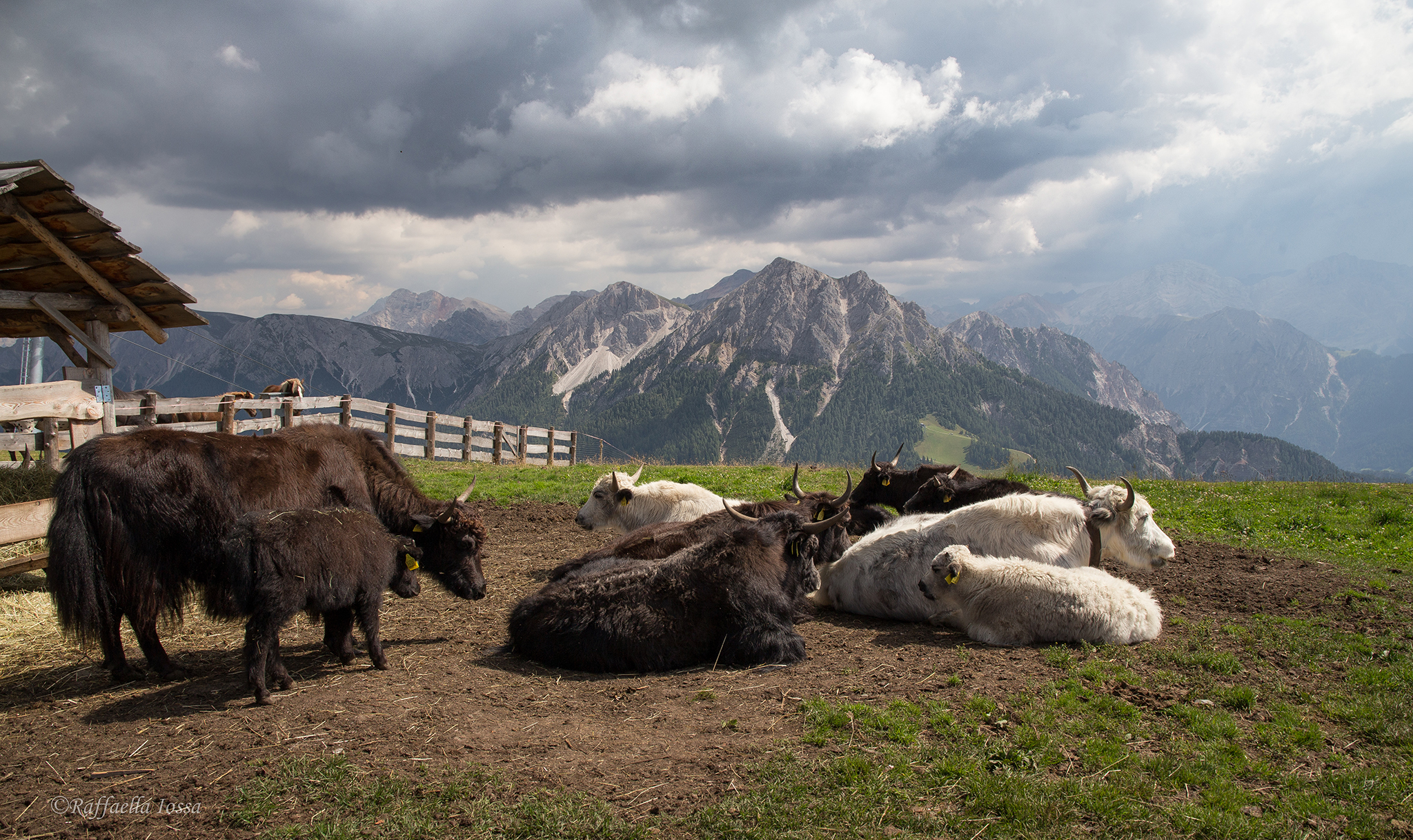 Yak a Plan de Corones