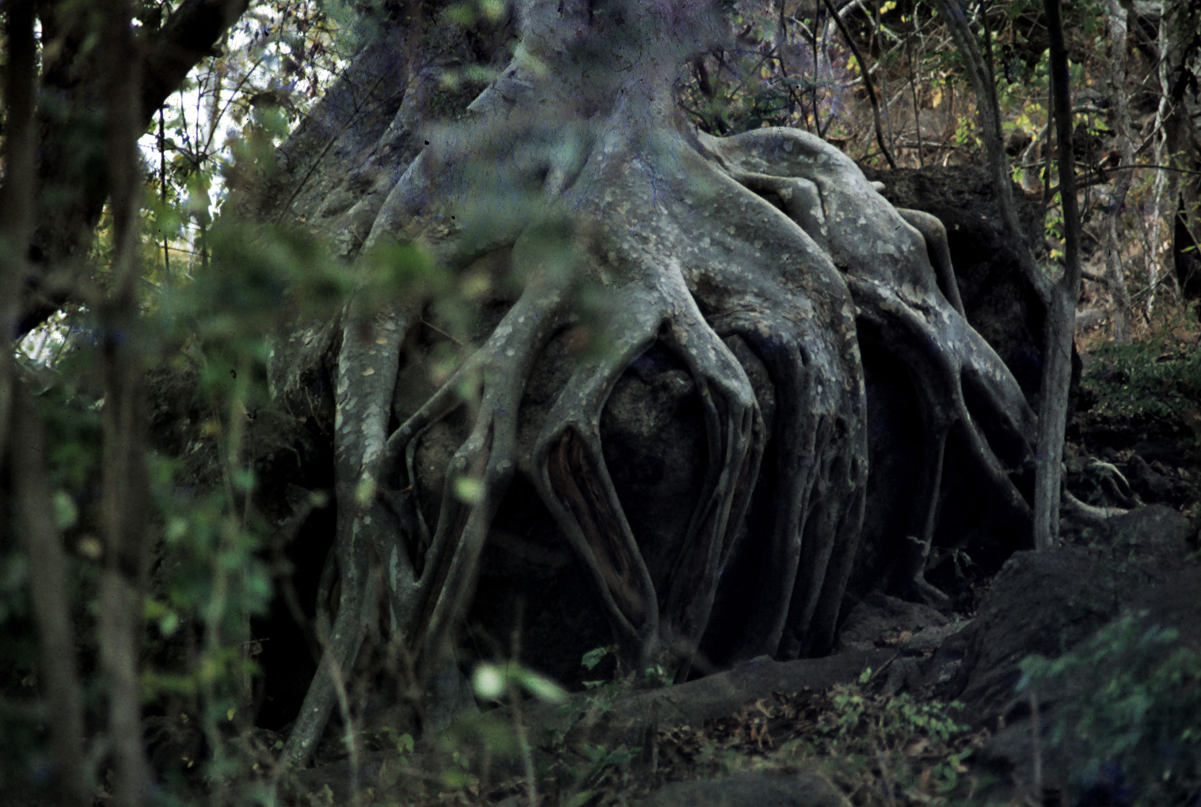 Da diapositiva del 1979