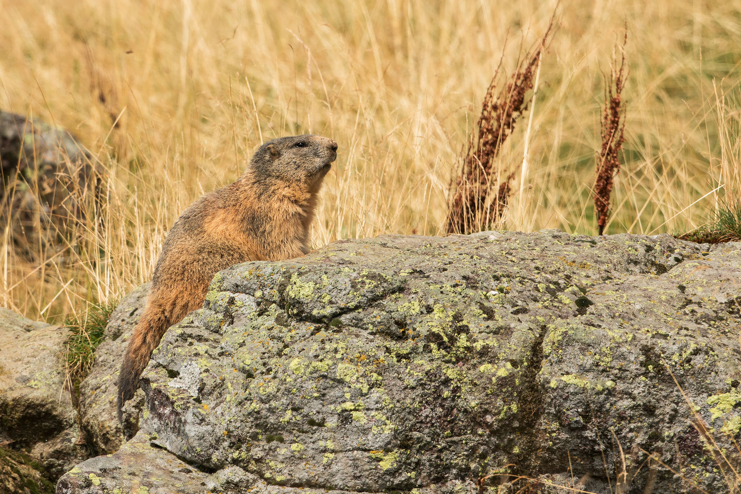 marmotta