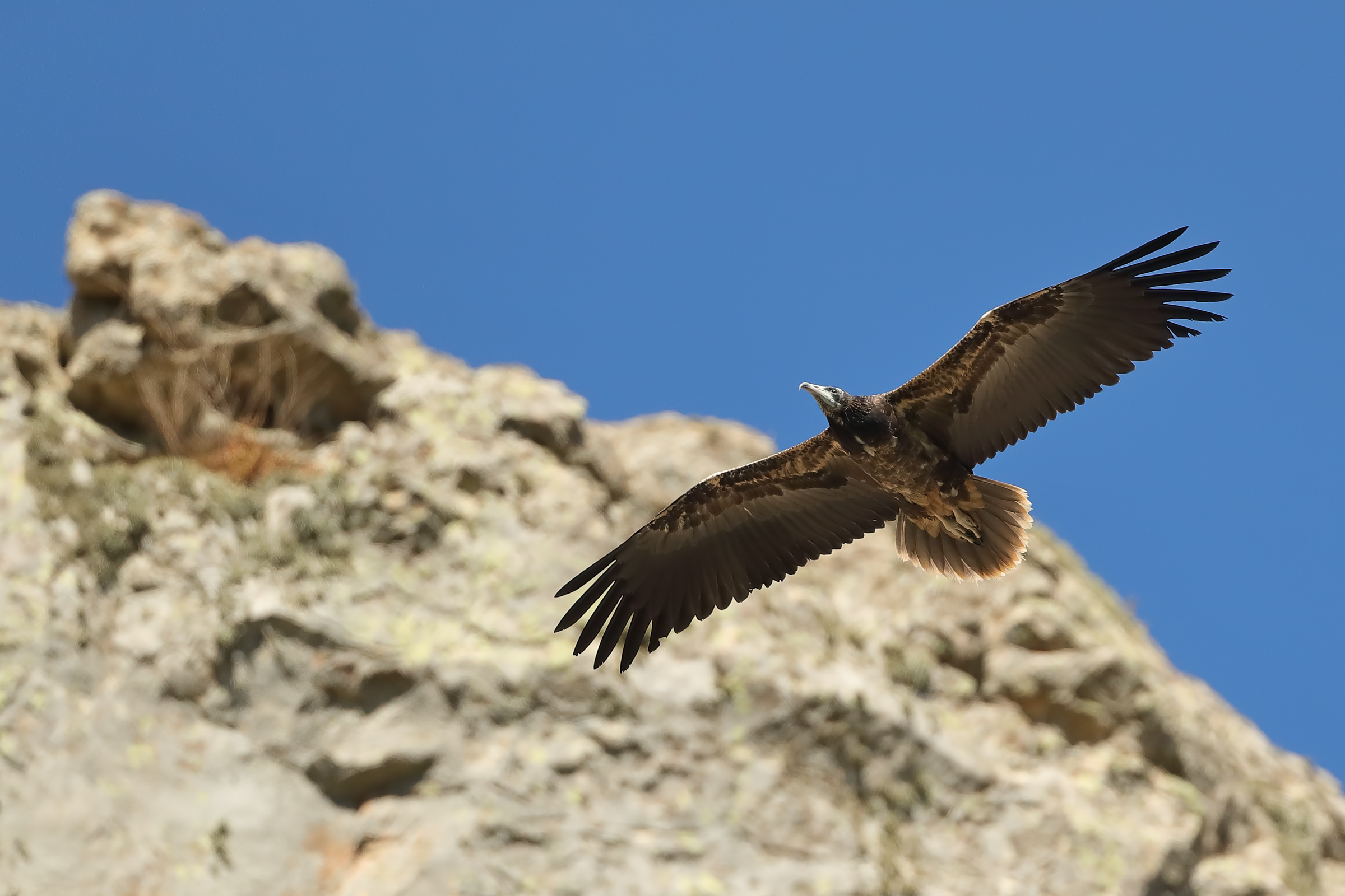 Young Egyptian Vulture born in 2018