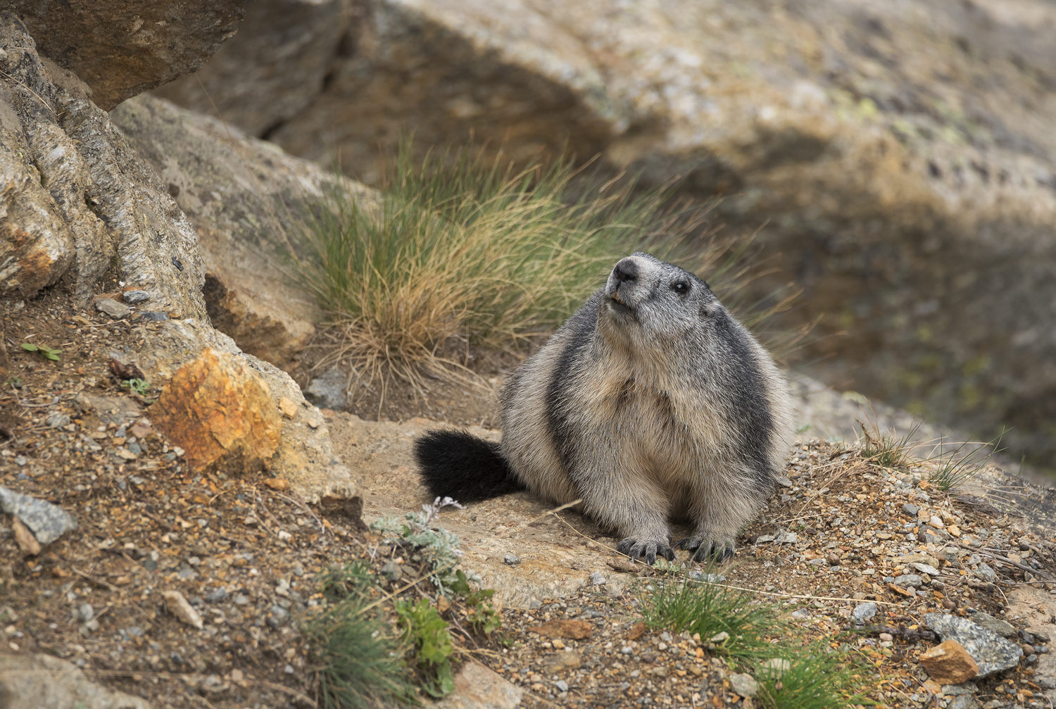 Marmot
