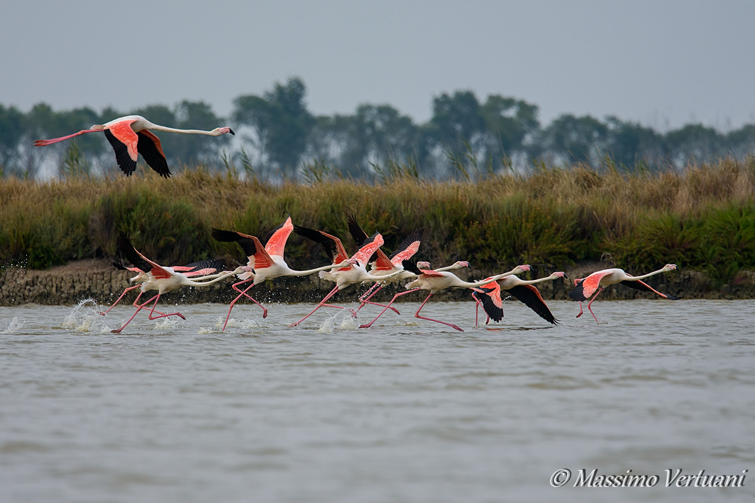 The takeoff (Valle di Comacchio)