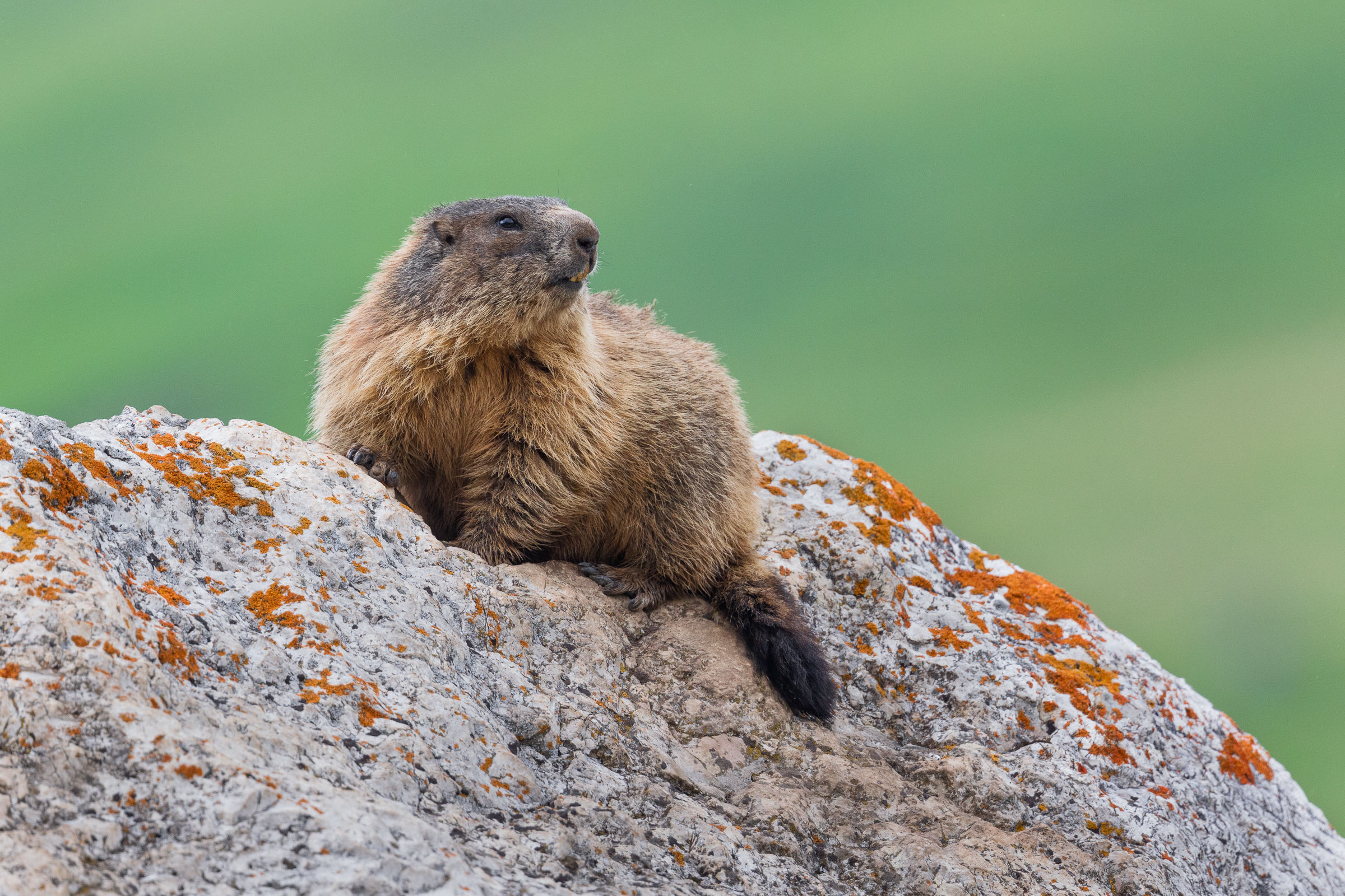 Marmot surprise just before dawn...