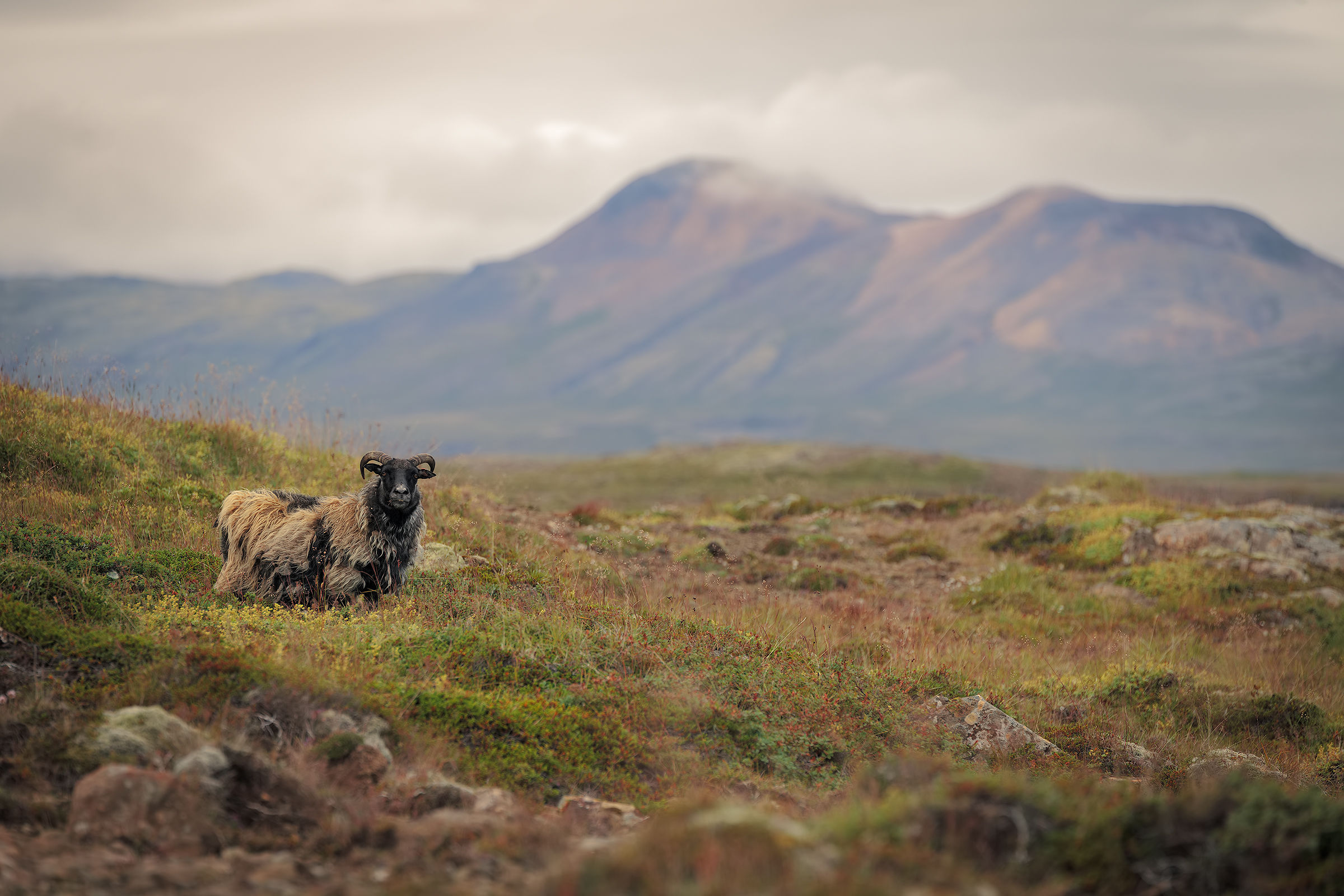 Icelandic sheep.
