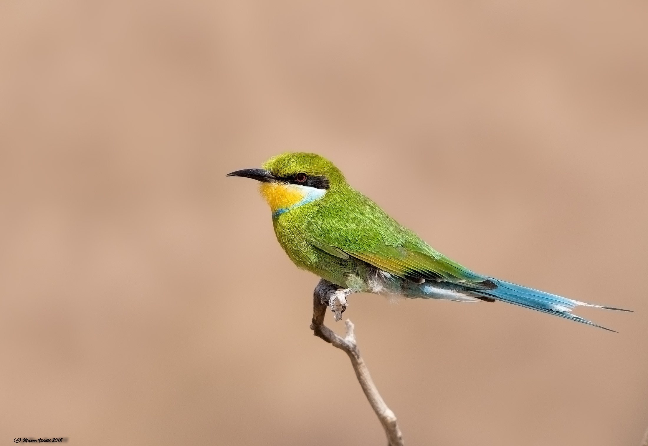 Swallow-Tailed-Bee-Eater (Kalahari Desert)