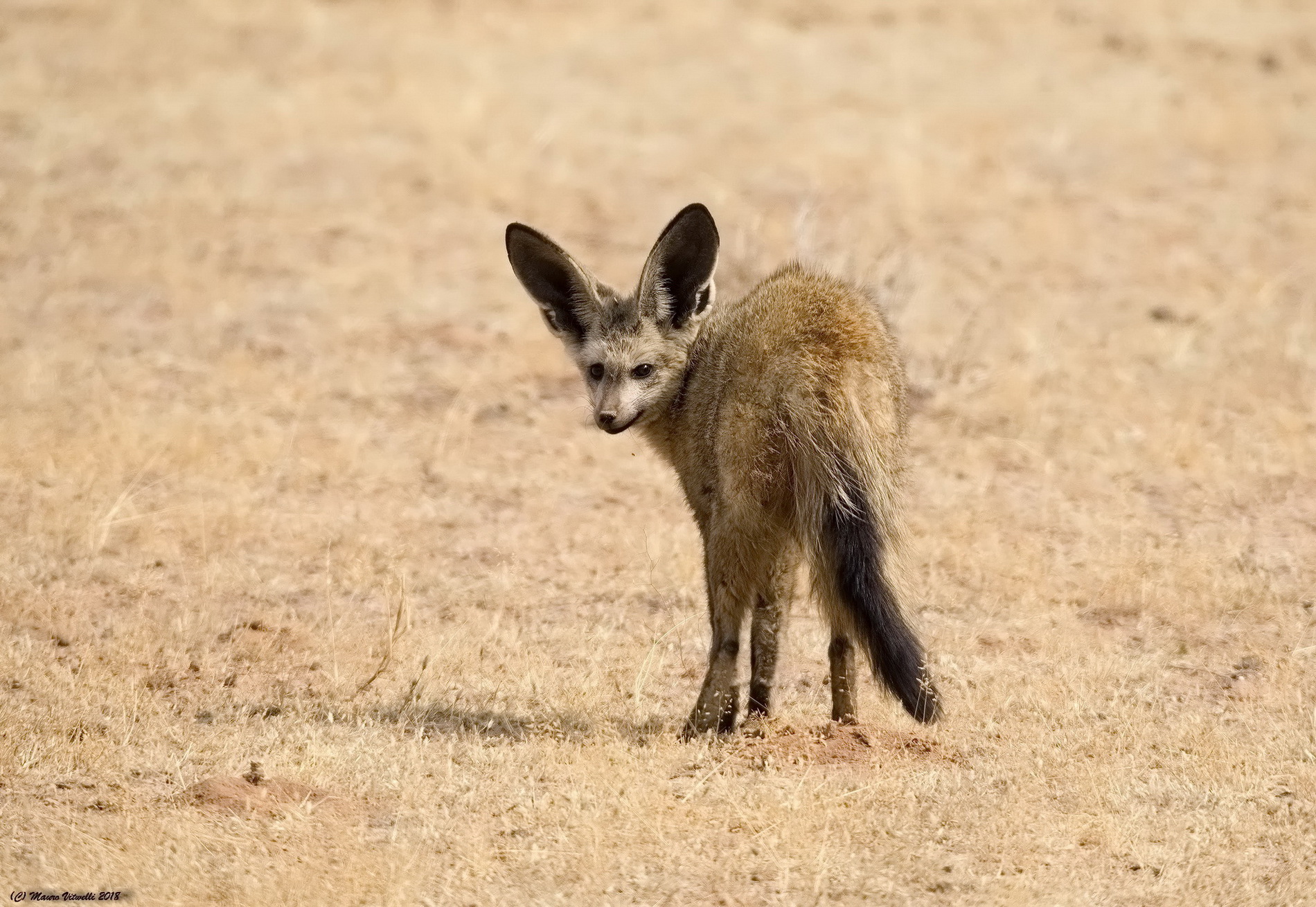 My first Otocione (Kalahari Desert)