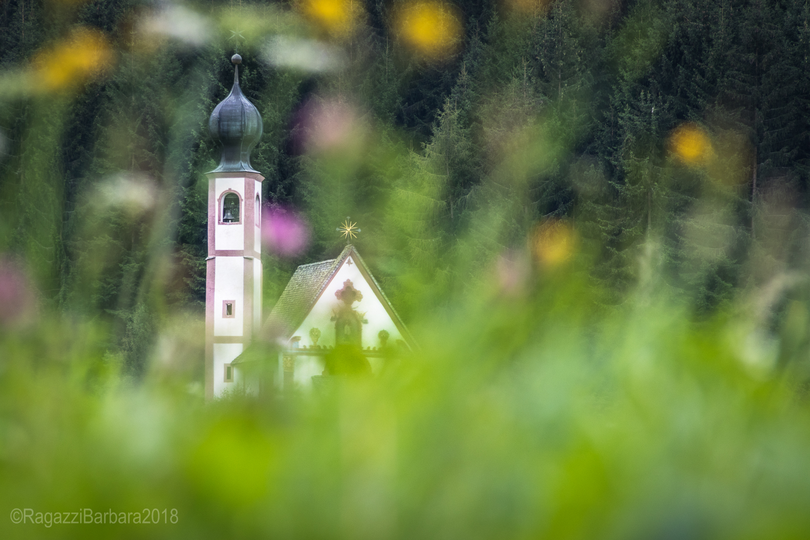 Peeping through the meadows of Ranui
