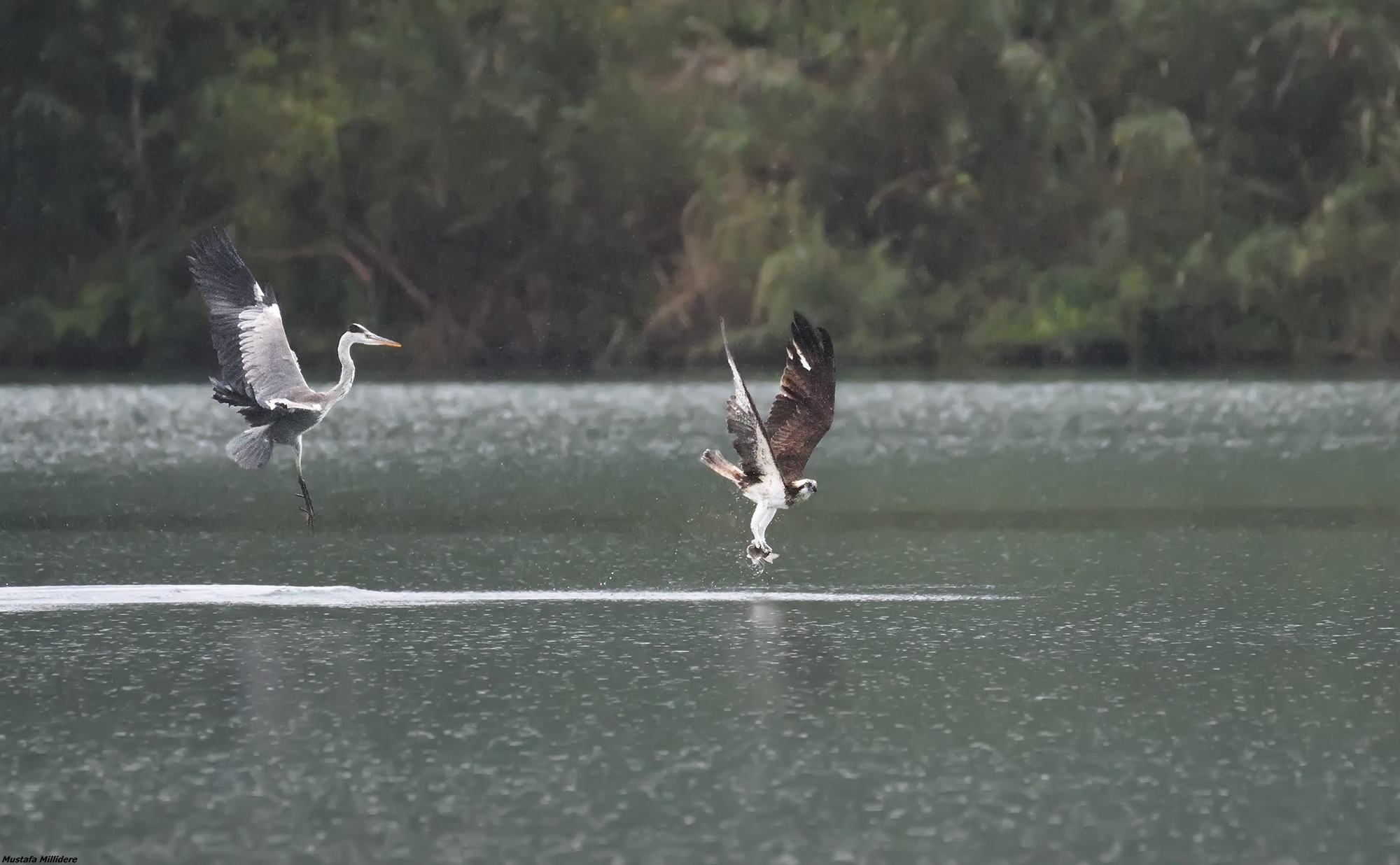 Osprey and Heron 4 ...