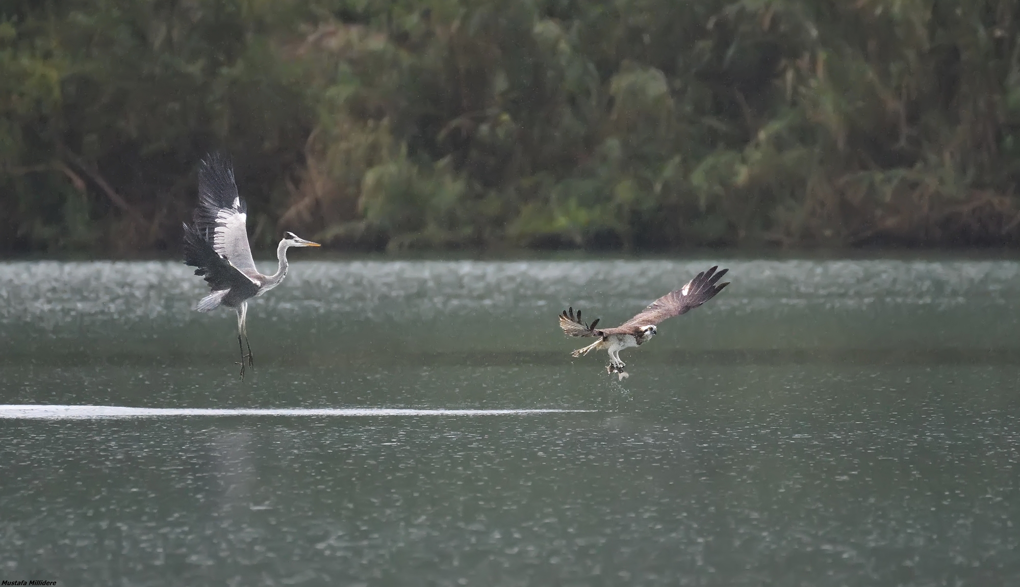 Osprey and Heron 5 ...