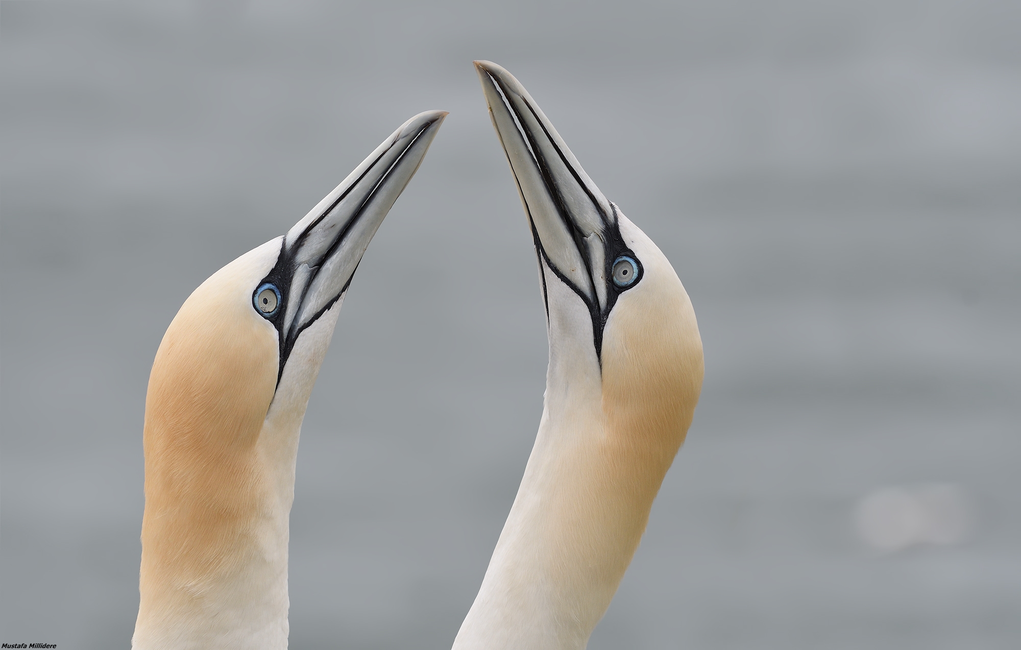 Gannet amore...