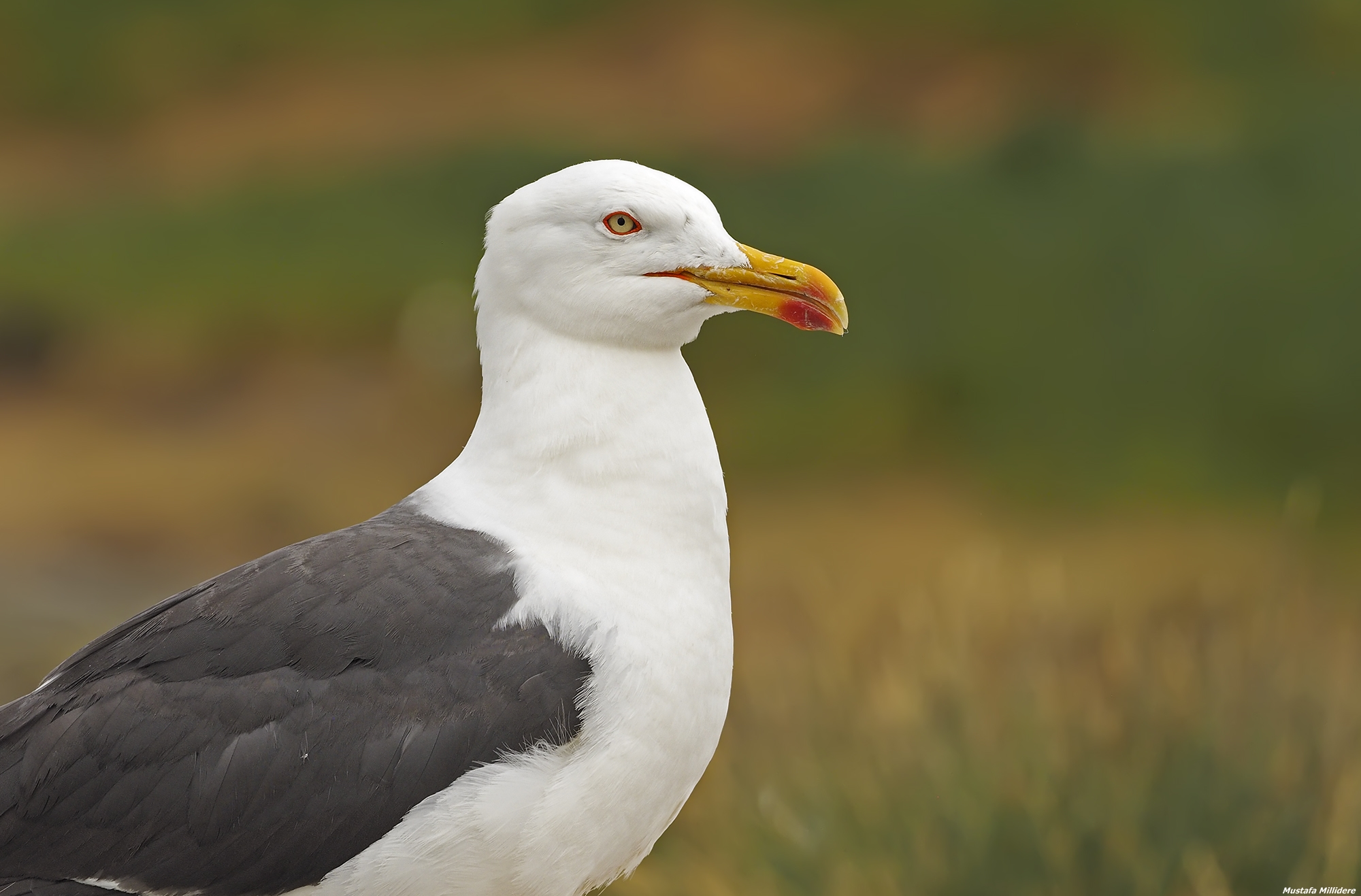 Grande gabbiano nero-backed...