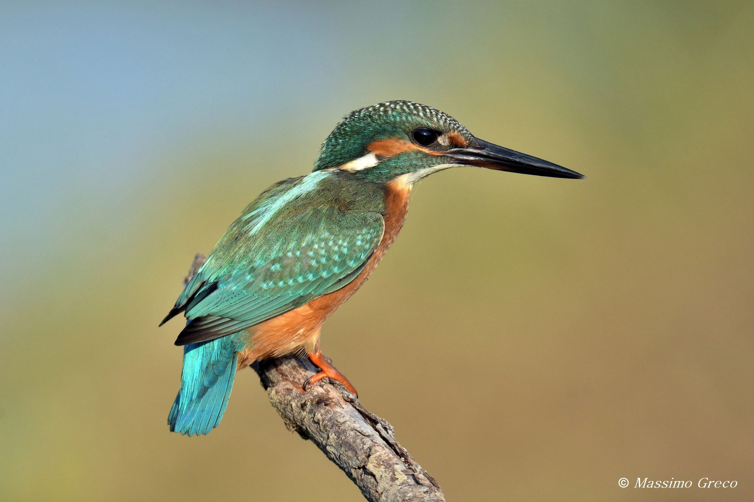 Kingfisher