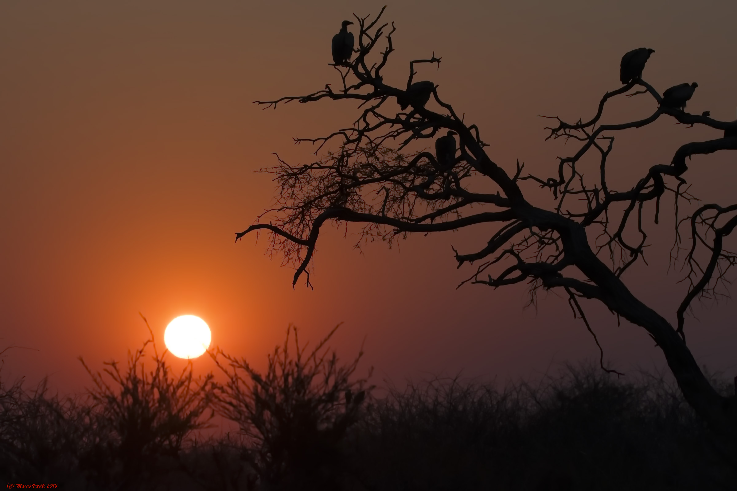 Sunrise in the Kalahari