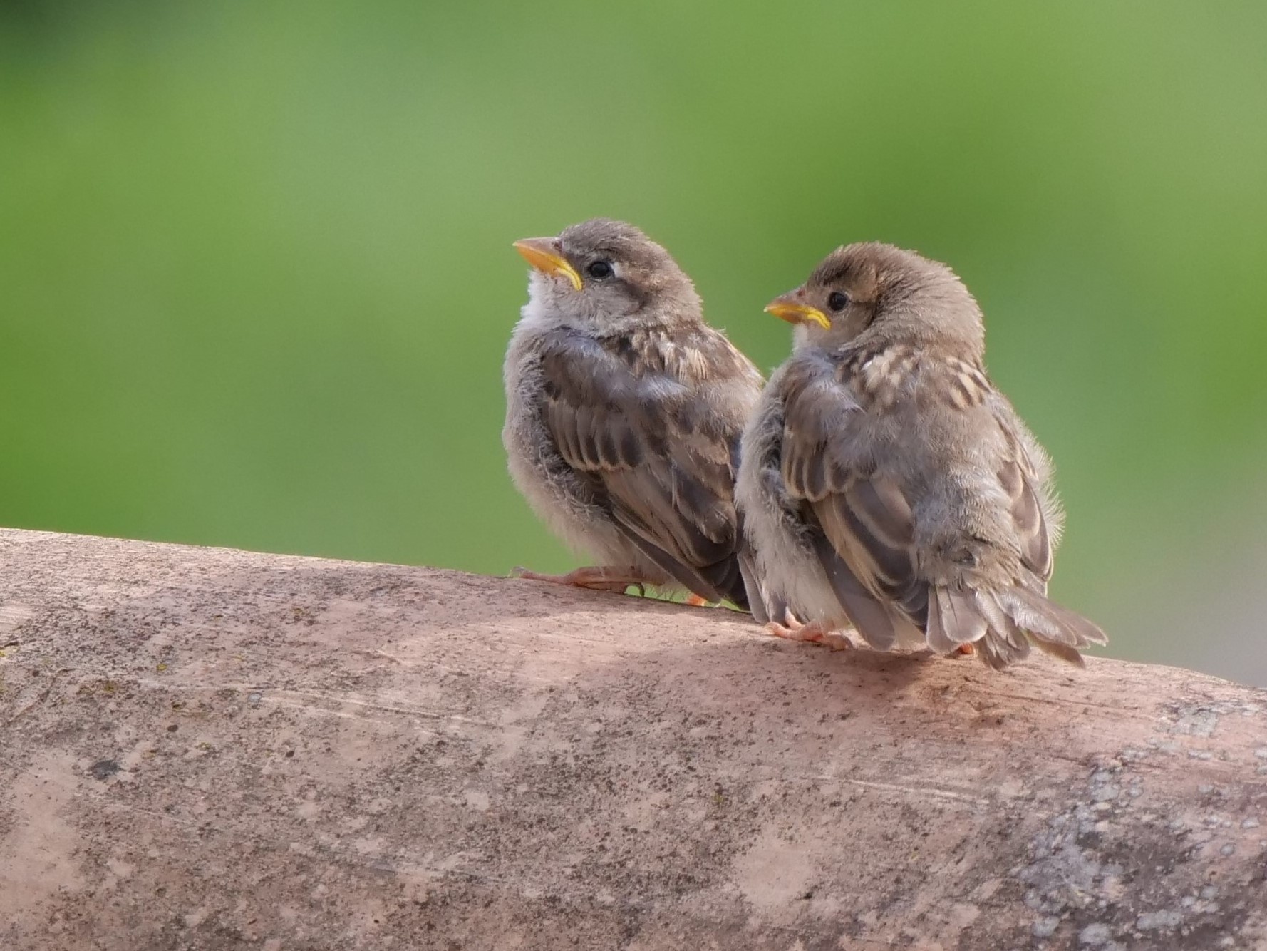 Nidiacei in attesa del cibo