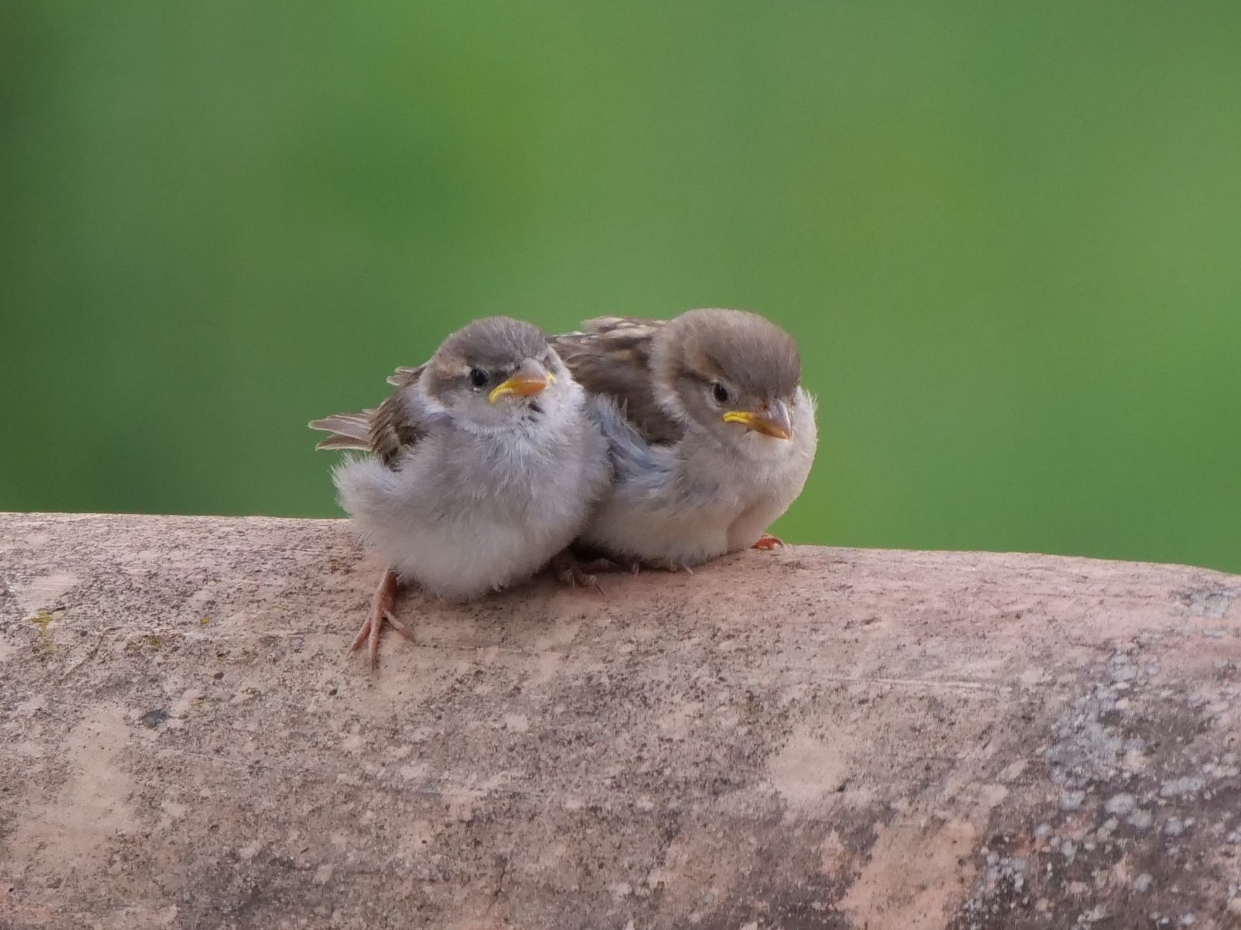 Nidiacei in attesa del cibo