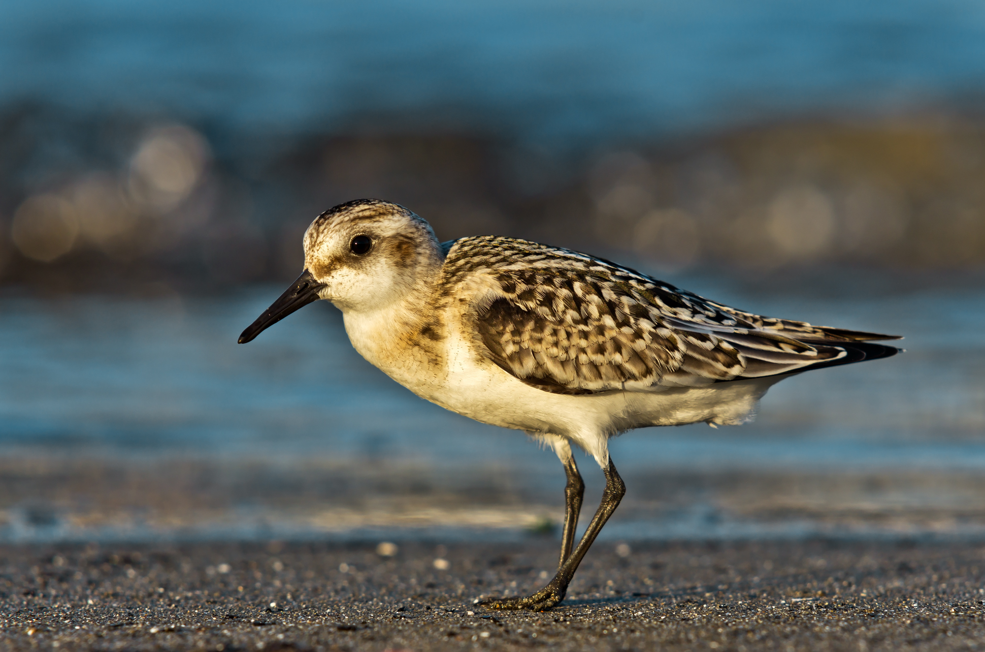 Calidris alba (Pallas 1764) - Scolopacidae