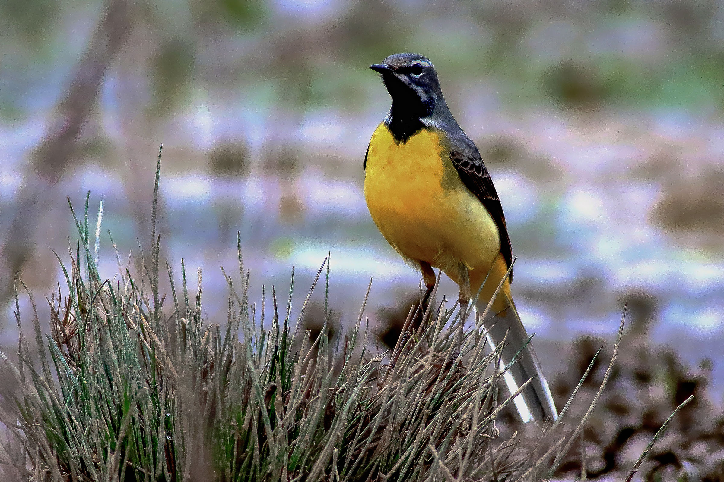 ballerina gialla in abito primaverile