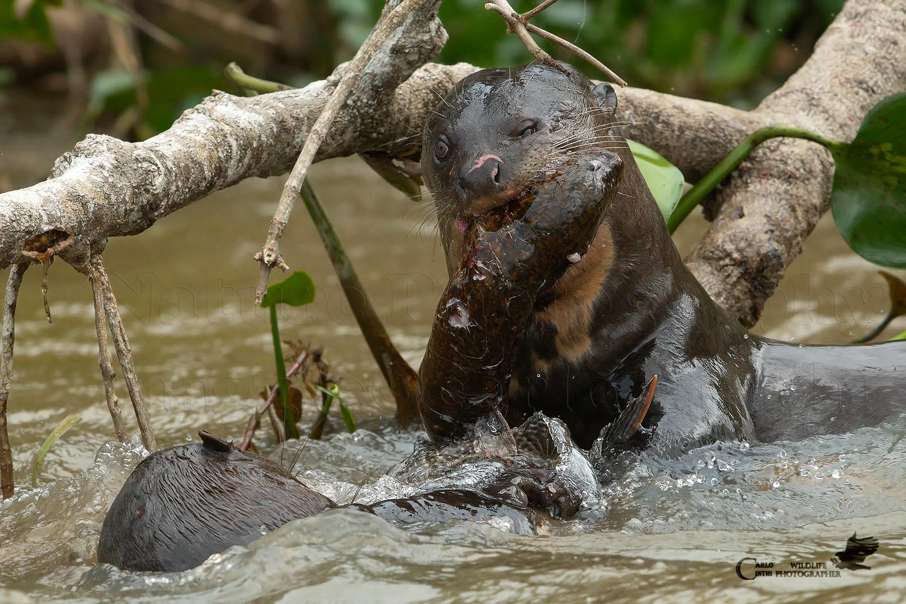 Lontra gigante con preda - Pantanal